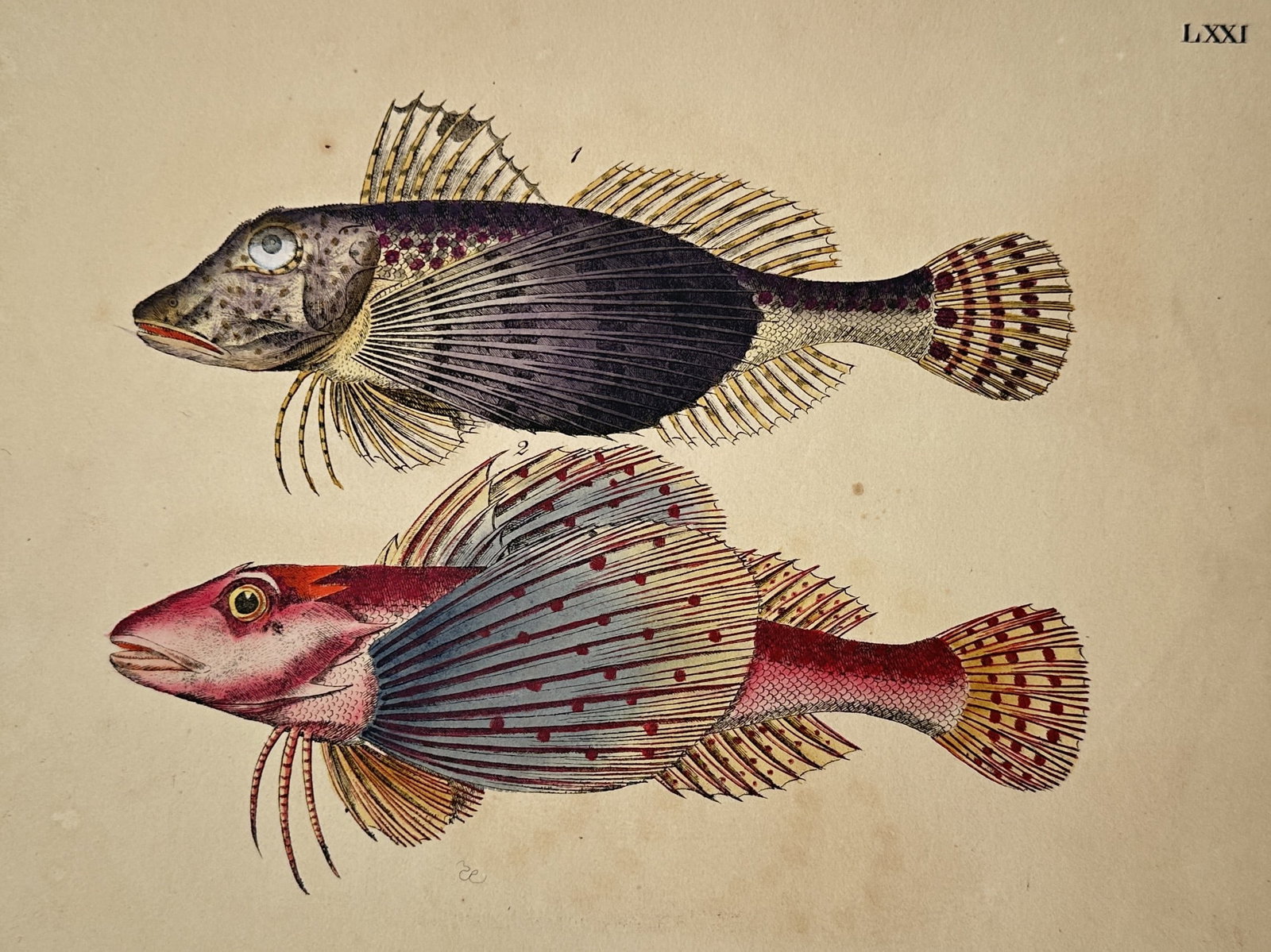 Friedrich Justin Bertuch – View of Two Sea Robin Species – Hand-coloured copper engraving (1805) (1 of 2)