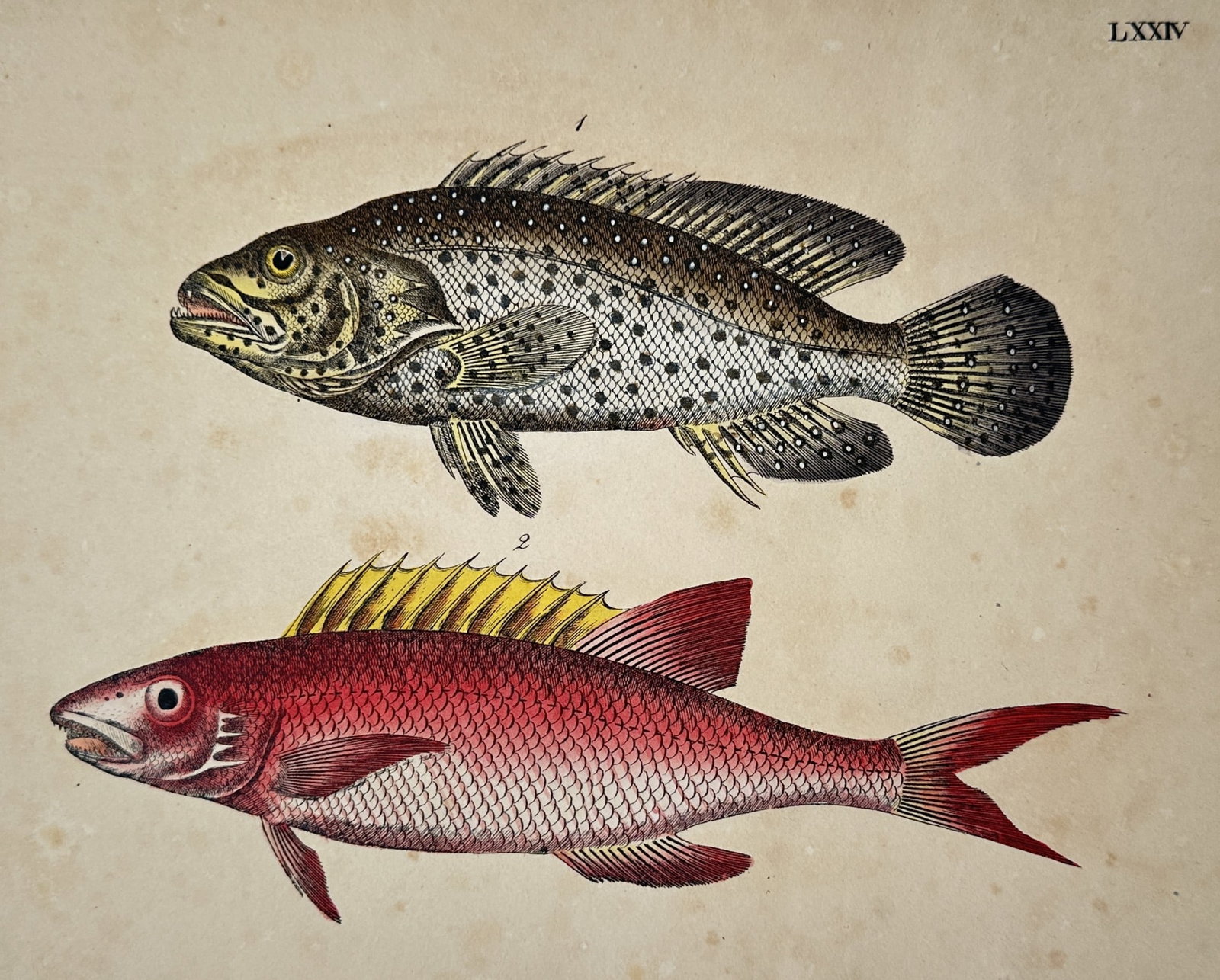Friedrich Justin Bertuch – View of a Spotted Grouper and a Squirrelfish: "Fische" This hand-coloured copper engraving illustrates two distinct marine fish: a spotted grouper in the upper section, rendered with a light-coloured body covered in numerous dark spots and a prom