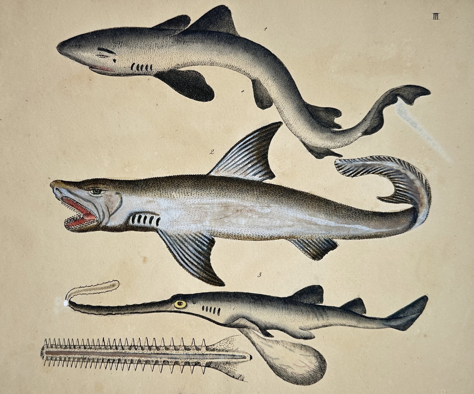 Friedrich Justin Bertuch – View of Various Shark Species and a Sawfish (1 of 2)