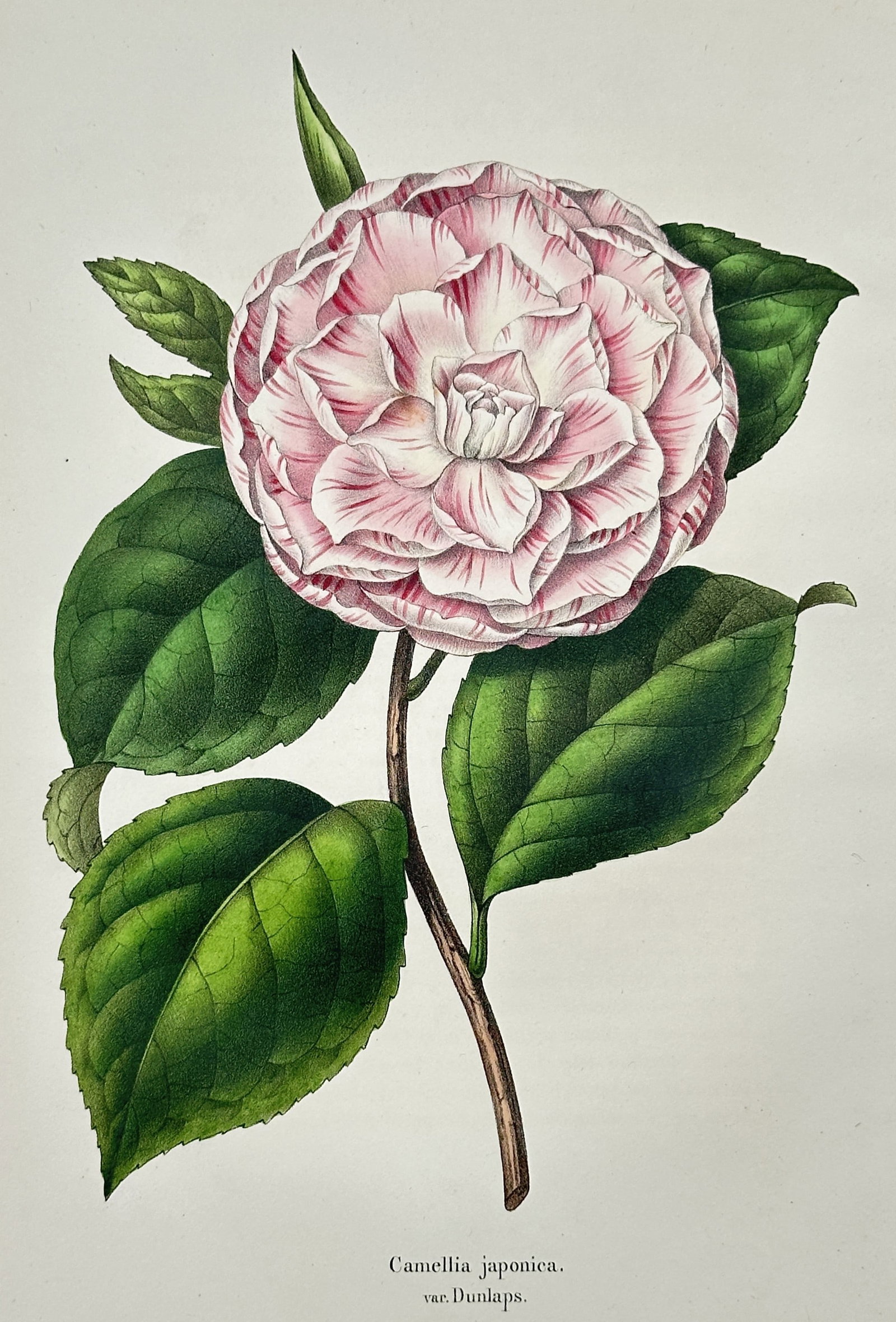 Louis van Houtte (1810–1876) – View of Camellia japonica var. Dunlaps – Hand-coloured: "Camellia japonica. var. Dunlaps." This hand-coloured lithograph features a large, double-flowered camellia specimen, showcasing its pale pink petals intricately striped and feathered with deeper crim