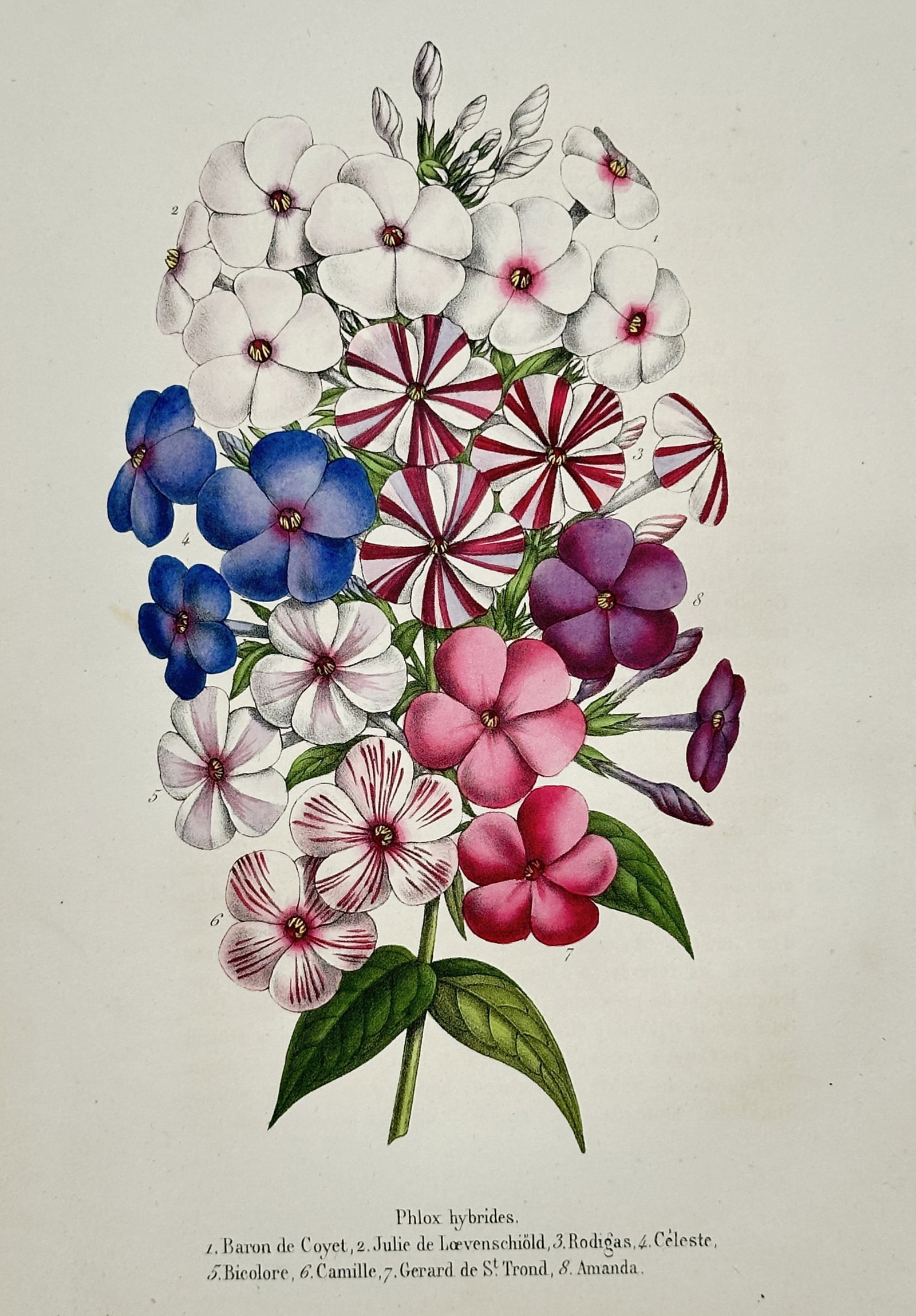 Louis van Houtte (1810–1876) – View of Various Phlox Hybrids – Hand-coloured lithograph (1850): "Phlox hybrides." This hand-coloured lithograph illustrates a diverse bouquet of hybrid phlox varieties, showcasing a vibrant range of colours and patterns including solid white, deep blue, crimson, a