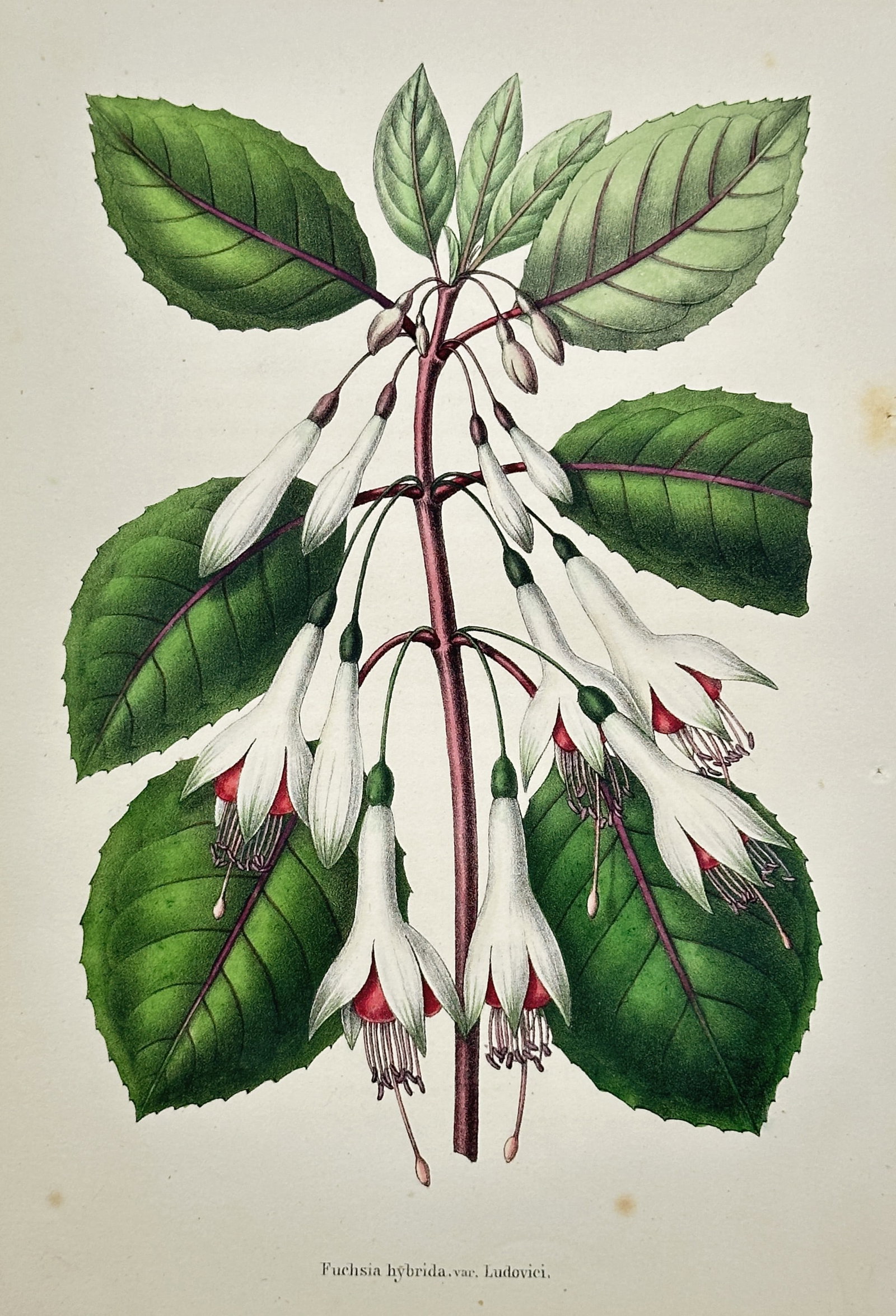 Louis van Houtte (1810–1876) – View of Fuchsia hybrida var. Ludovici – Hand-coloured (1 of 2)