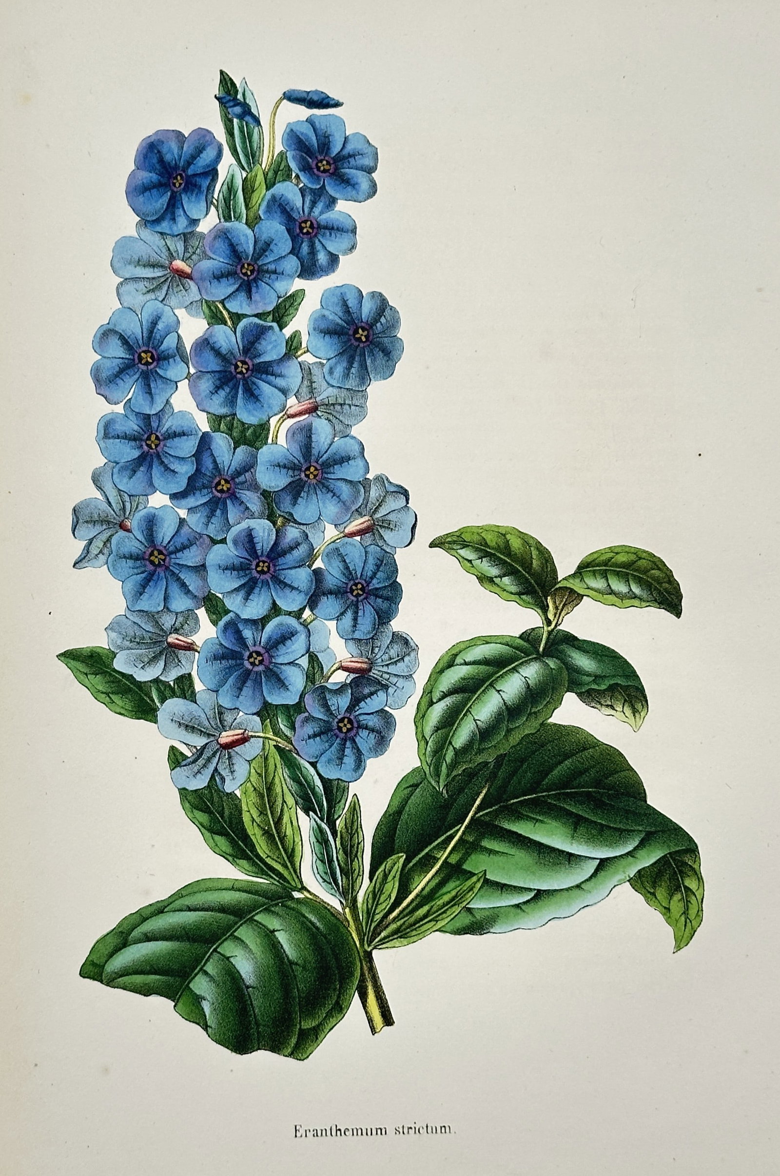 Louis van Houtte (1810–1876) – View of Eranthemum strictum – Hand-coloured lithograph (1850): "Eranthemum strictum." This hand-coloured lithograph illustrates a flowering spike of the Eranthemum strictum, showcasing its dense clusters of vibrant sky-blue flowers with darker central eyes. The p