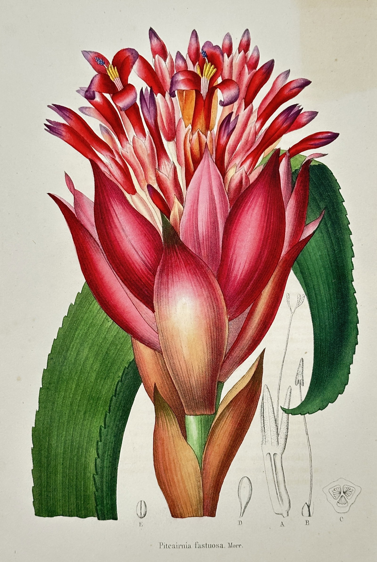 Louis van Houtte (1810–1876) – View of Pitcairnia fastuosa – Hand-coloured lithograph (1850): "Pitcairnia fastuosa. Morr." This hand-coloured lithograph illustrates a striking bromeliad specimen, showcasing its dense, torch-like inflorescence of vibrant red and pink bracts from which small flo