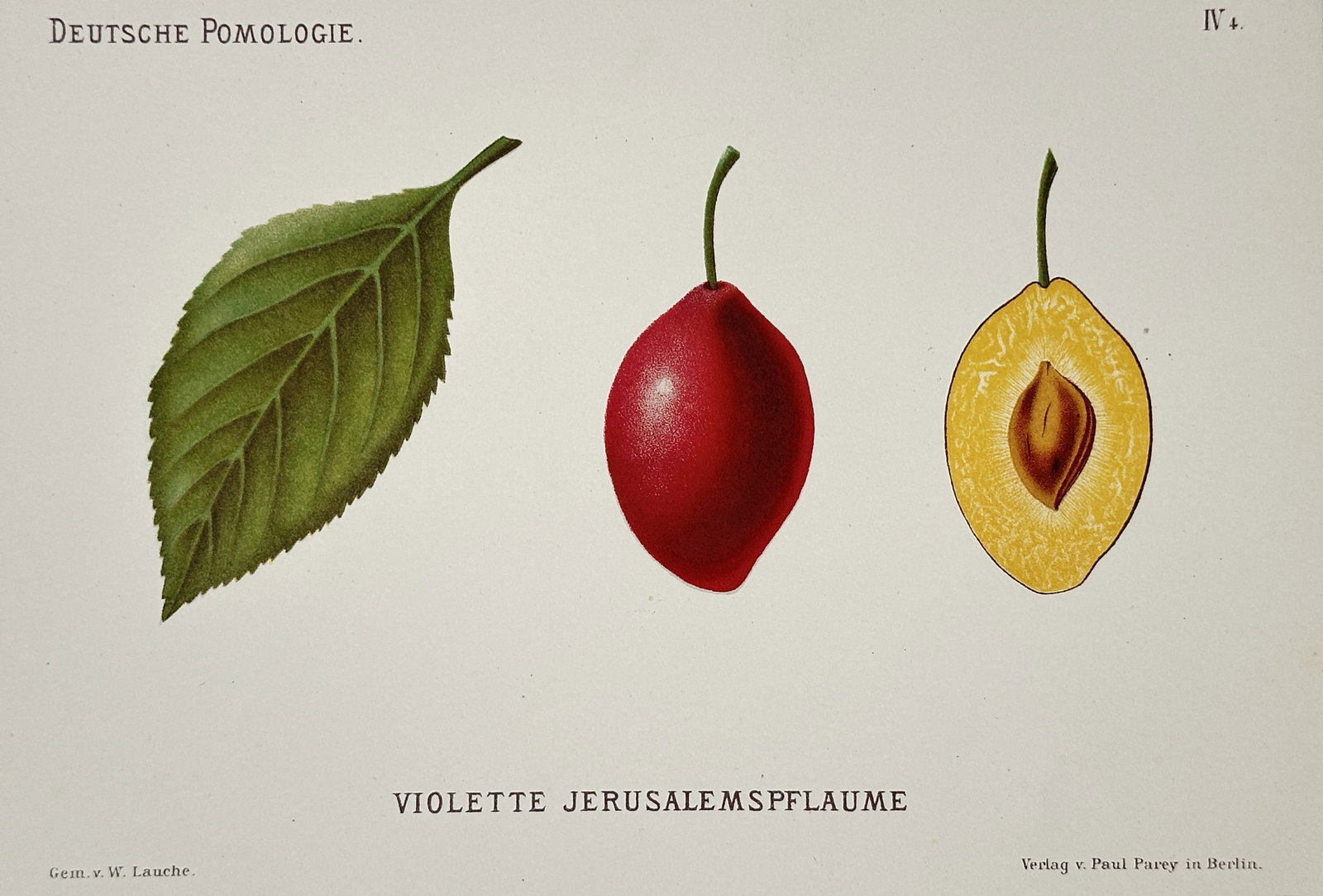 Wilhelm Lauche (1827–1883) – View of a Violet Jerusalem Plum – Chromolithograph (1882): "Violette Jerusalemspflaume." This chromolithograph illustrates a botanical study of a plum variety, showing a single green leaf, the whole red fruit, and a longitudinal cross-section revealing the ye