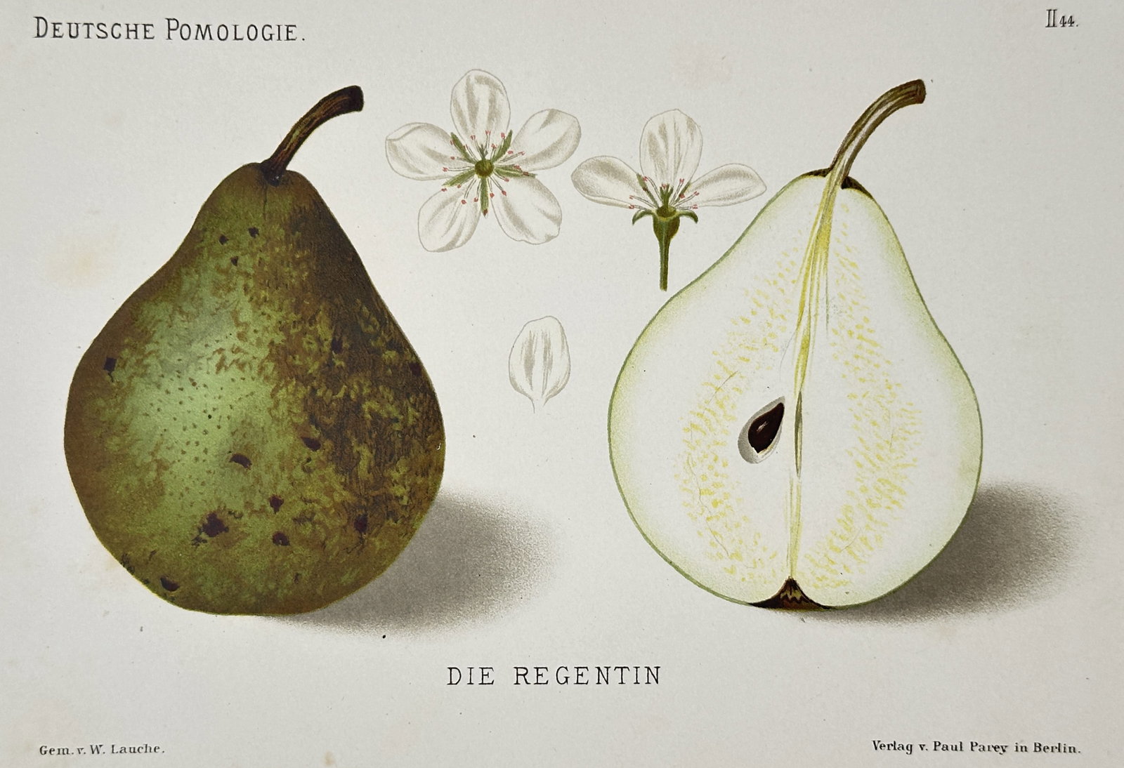 Wilhelm Lauche (1827–1883) – View of a Regentin Pear – Chromolithograph (1882): "Die Regentin." This chromolithograph illustrates a botanical study of a pear variety, showing the whole fruit with its russeted green skin, a longitudinal cross-section revealing the white flesh and 