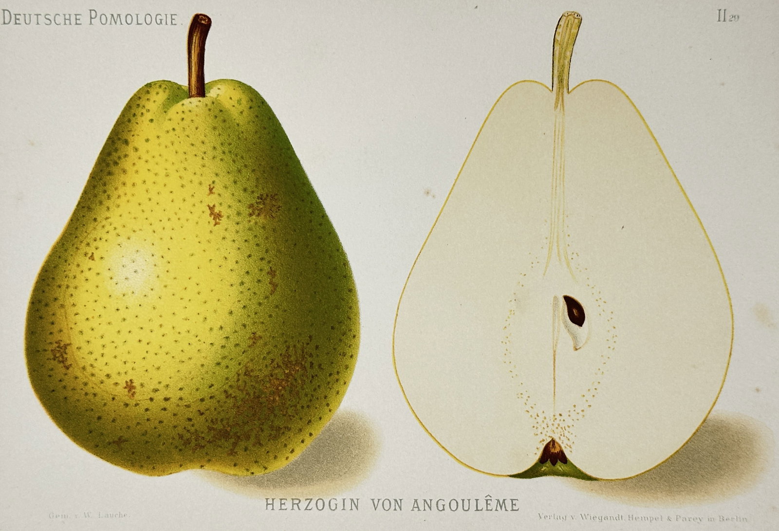 Wilhelm Lauche (1827–1883) – View of a Duchess of Angoulême Pear – Chromolithograph (1882): "Herzogin von Angoulême." This chromolithograph presents a pomological study of a pear variety, showing the whole yellow fruit with characteristic speckling and a longitudinal cross-section displayin