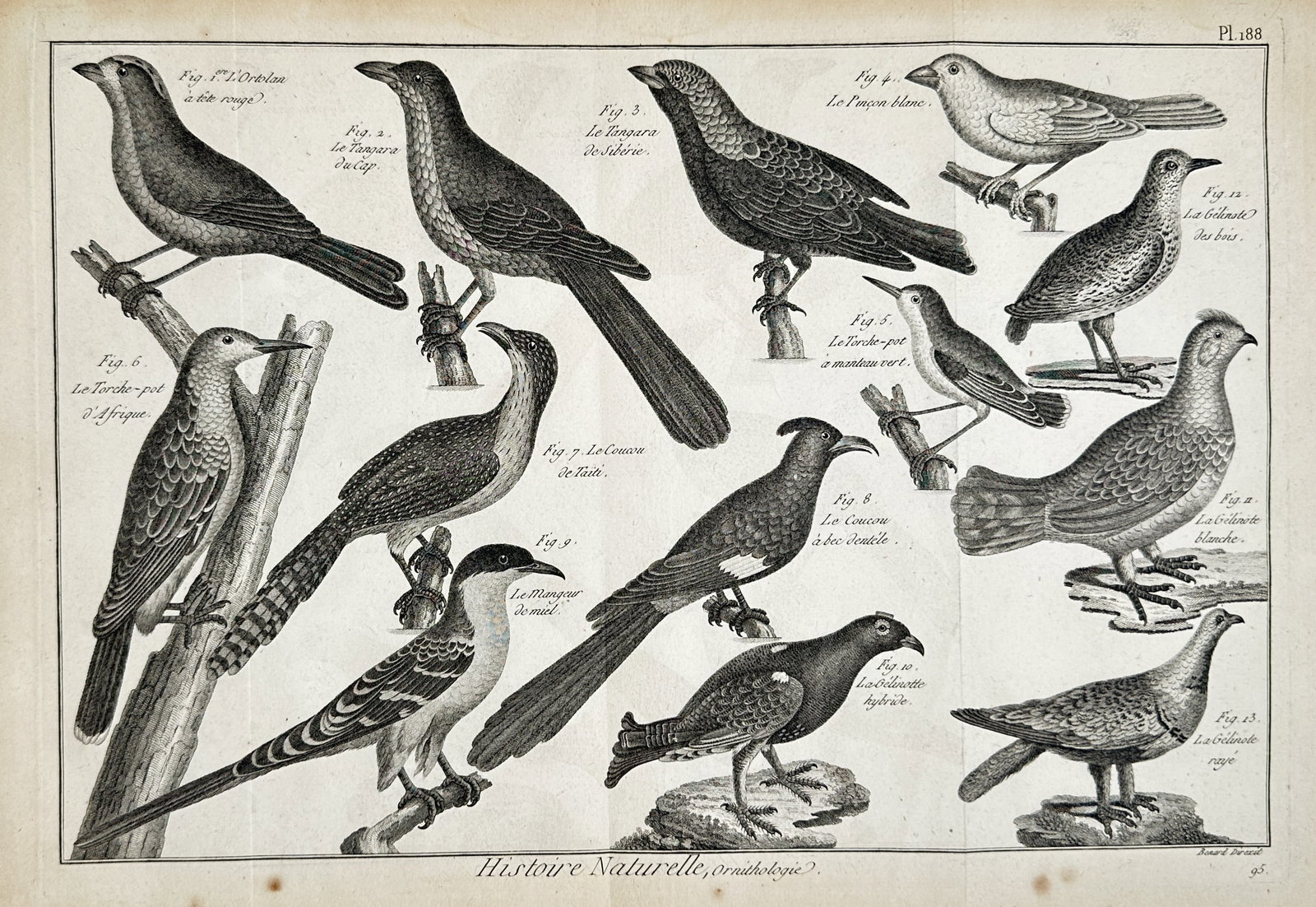Robert Benard (1734–1777) – View of Various Bird Species – Engraving (1768): "Histoire Naturelle, Ornithologie." This engraving illustrates a diverse collection of thirteen bird species, including depictions of the ortolan, cuckoo, and various thrushes. Each specimen is render