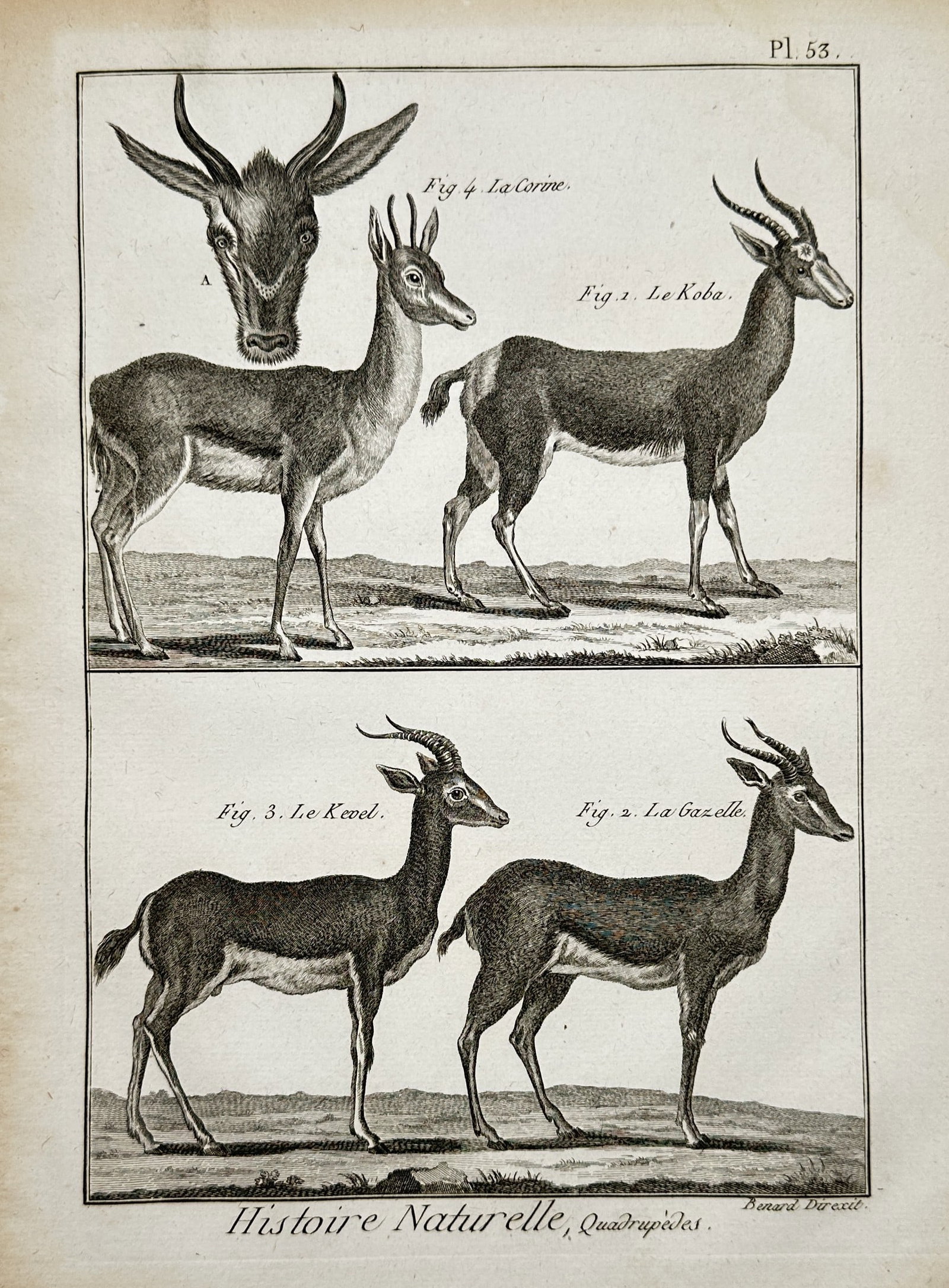 Robert Benard (1734–1777) – View of Various Antelope Species – Engraving (1768): "Histoire Naturelle, Quadrupedes." This engraving presents a zoological study of four antelope species, identified as the corine, koba, kevel, and gazelle. The plate illustrates the animals in profile