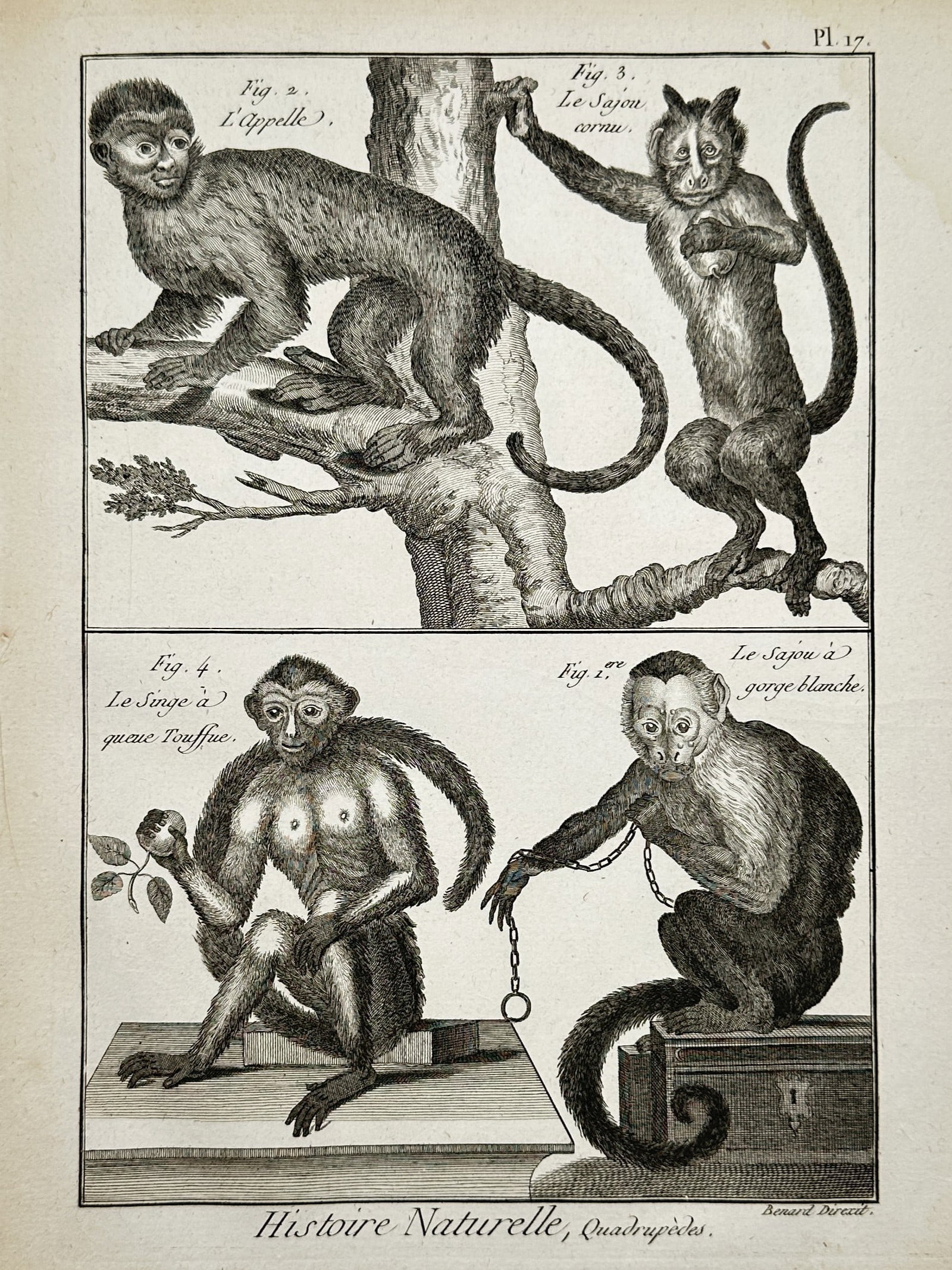 Robert Benard (1734–1777) – View of Various Monkey Species – Engraving (1768): "Histoire Naturelle, Quadrupedes." This engraving illustrates four different monkey species, including the Capuchin and Sajou, depicted in various poses. The upper section shows two monkeys within a t