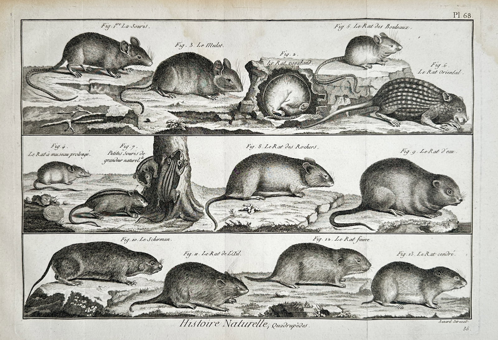 Robert Benard (1734–1777) – View of Various Rodent Species – Engraving (1768): "Histoire Naturelle, Quadrupedes." This engraving presents a comparative study of thirteen rodent species, including various types of mice, rats, and voles. The specimens are depicted in three horizon