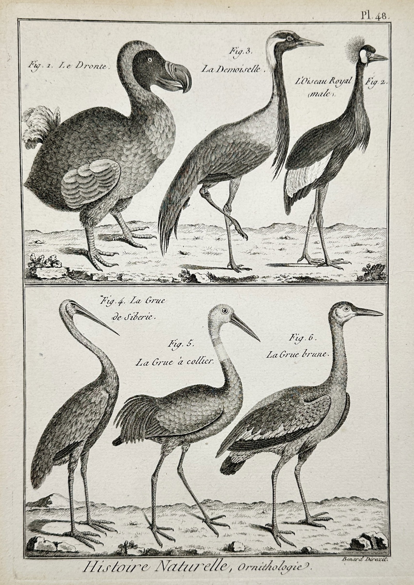 Robert Benard (1734–1777) – View of a Dodo and Various Crane Species – Engraving (1768): "Histoire Naturelle, Ornithologie." This engraving illustrates six distinct bird species arranged in two horizontal registers. The upper section features a dodo, a demoiselle crane, and a crowned cran