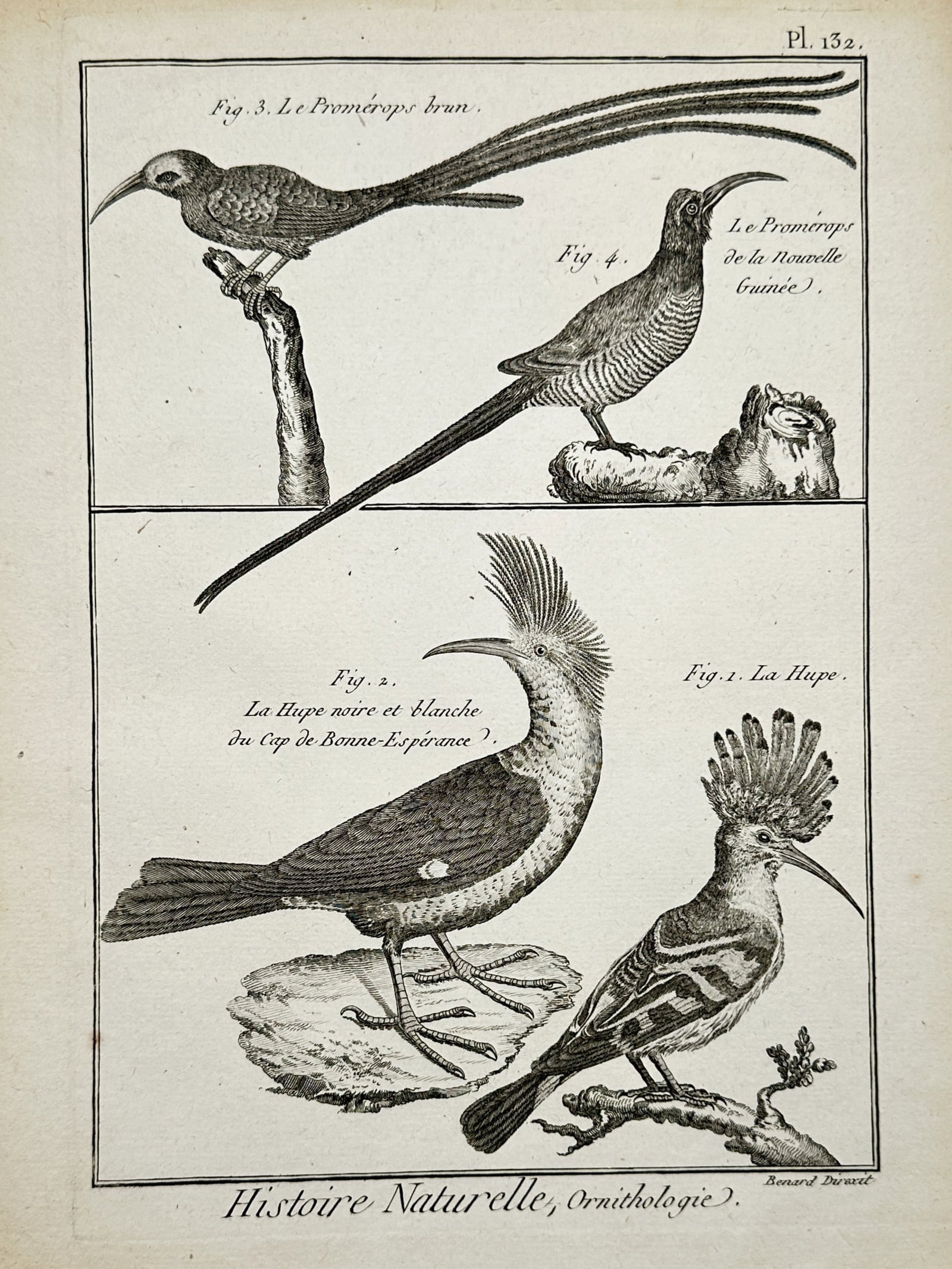 Robert Benard (1734–1777) – View of Various Hoopoe and Promerops Species – Engraving (1768): "Histoire Naturelle, Ornithologie." This engraving illustrates four bird species from the hoopoe and promerops families, including the common hoopoe and the black and white hoopoe from the Cape of Goo