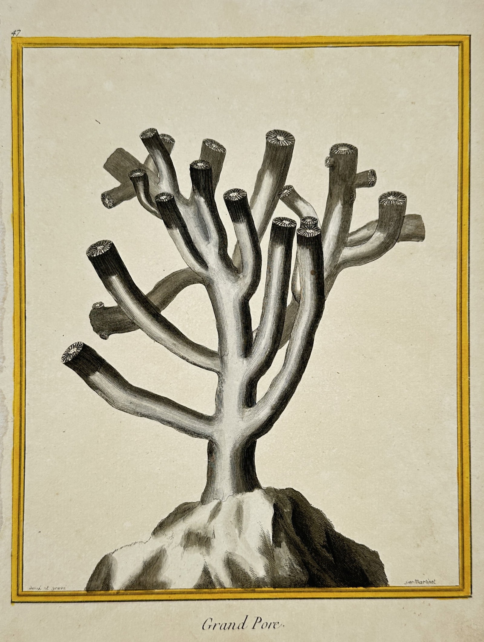 François-Nicolas Martinet (1731–1800) – View of a Large Pore Coral – Hand-coloured engraving: "Grand Pore." This hand-coloured engraving illustrates a branching coral specimen, likely of the Madrepore genus, emerging from a rocky base. The work features delicate tonal shading and a yellow hand