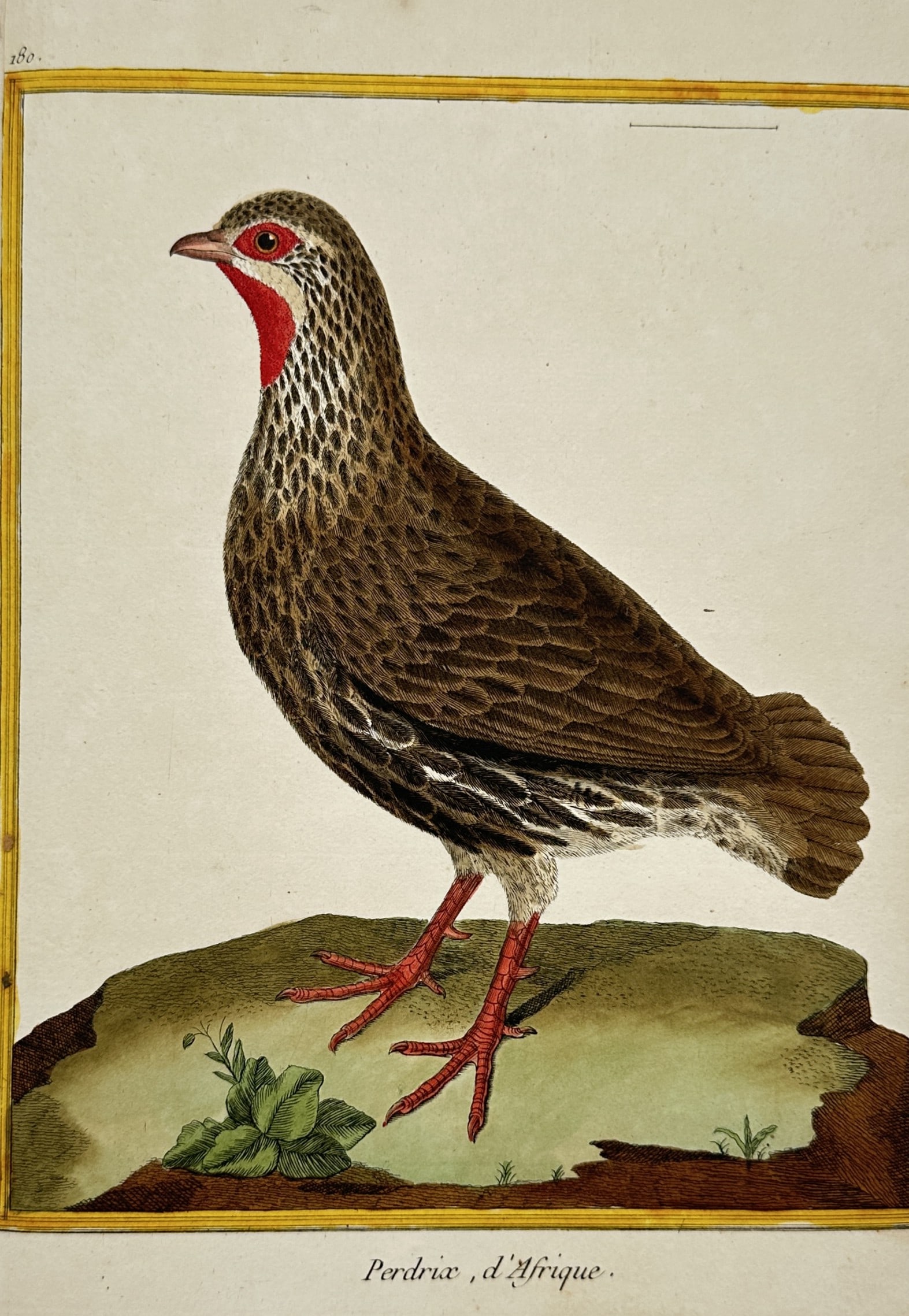 François-Nicolas Martinet (1731–1800) – View of an African Partridge – Hand-coloured: "Perdrix, d'Afrique." This hand-coloured engraving illustrates an African partridge, also known as a francolin, standing upon a small grassy mound. The bird is depicted with its characteristic brown m