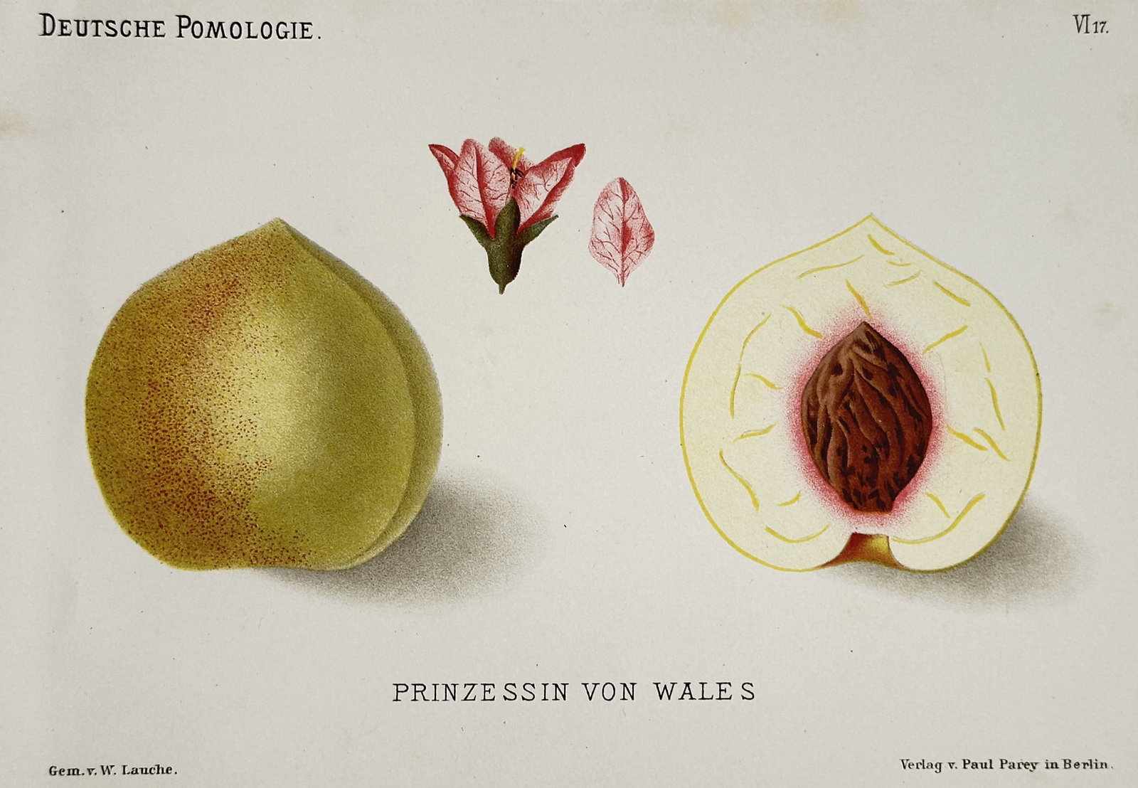 Wilhelm Lauche (1827–1883) – View of a Princess of Wales Peach – Chromolithograph (1882): "Prinzessin von Wales." This chromolithograph illustrates a botanical study of a peach variety, showing the whole fruit with its greenish-yellow skin and red blush, a cross-section revealing the pale 