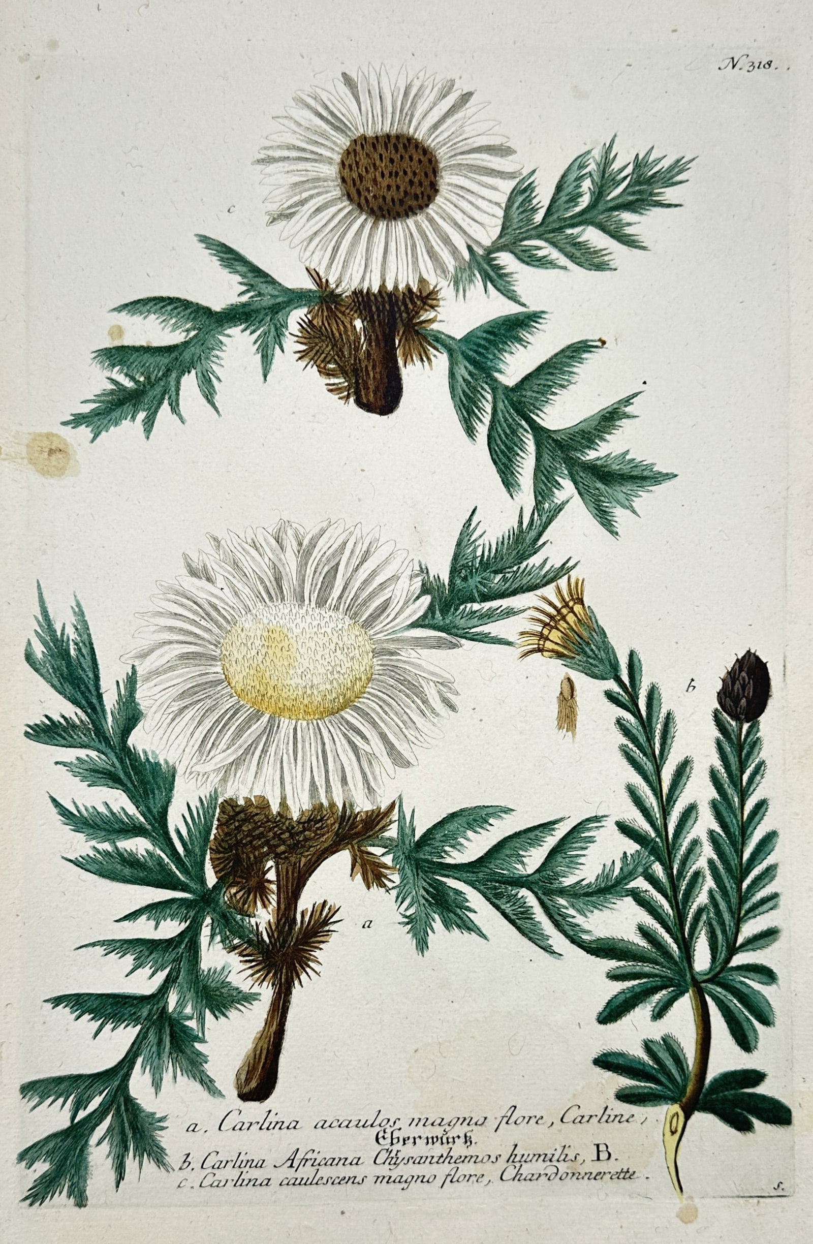 Johann Wilhelm Weinmann (1683-1741) – Carlina acaulos magno flore – Hand-coloured engraving: "Carlina acaulos magno flore, Carline, Eberwurtz." This botanical print is from the Phytanthoza Iconographia, a comprehensive florilegium published in Regensburg. The work was published by Hieronymus 