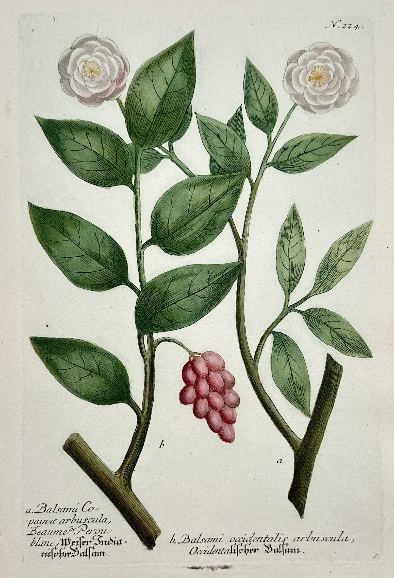 Johann Wilhelm Weinmann (1683-1741) – Balsami Copaivae arbuscula – Hand-coloured engraving (1 of 2)
