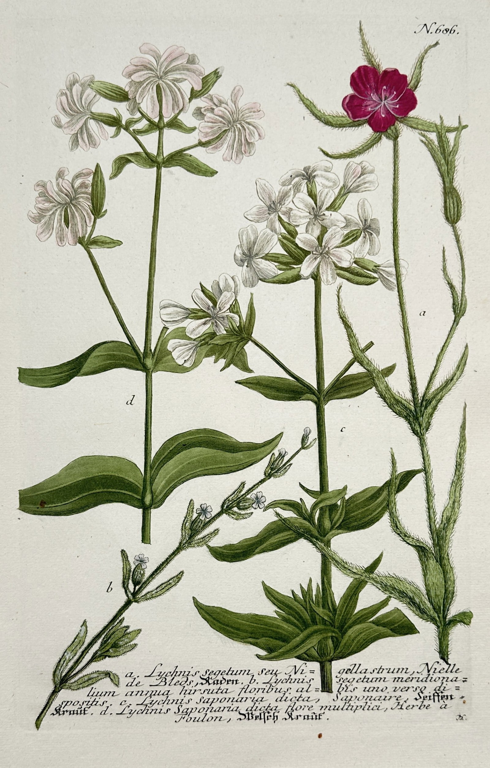 Johann Wilhelm Weinmann (1683-1741) – Lychnis segetum – Hand-coloured engraving (1739): This botanical print is a plate from the Phytanthoza Iconographia, printed in Regensburg. The work is noted for its early and successful use of the mezzotint process combined with etching to achieve a