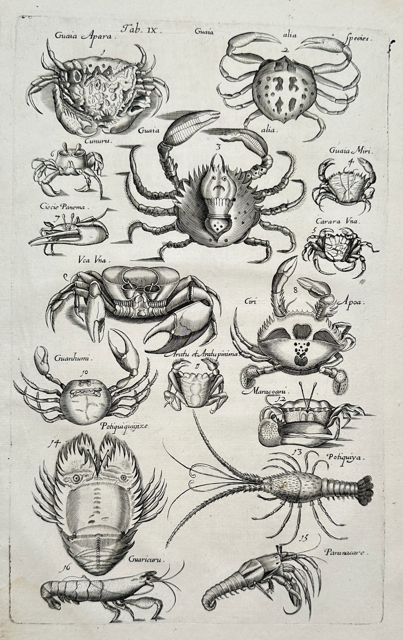 Johannes Jonstonus (1603-1675) – Various Species of Crabs and Crustaceans – Engraving (1650) (1 of 2)