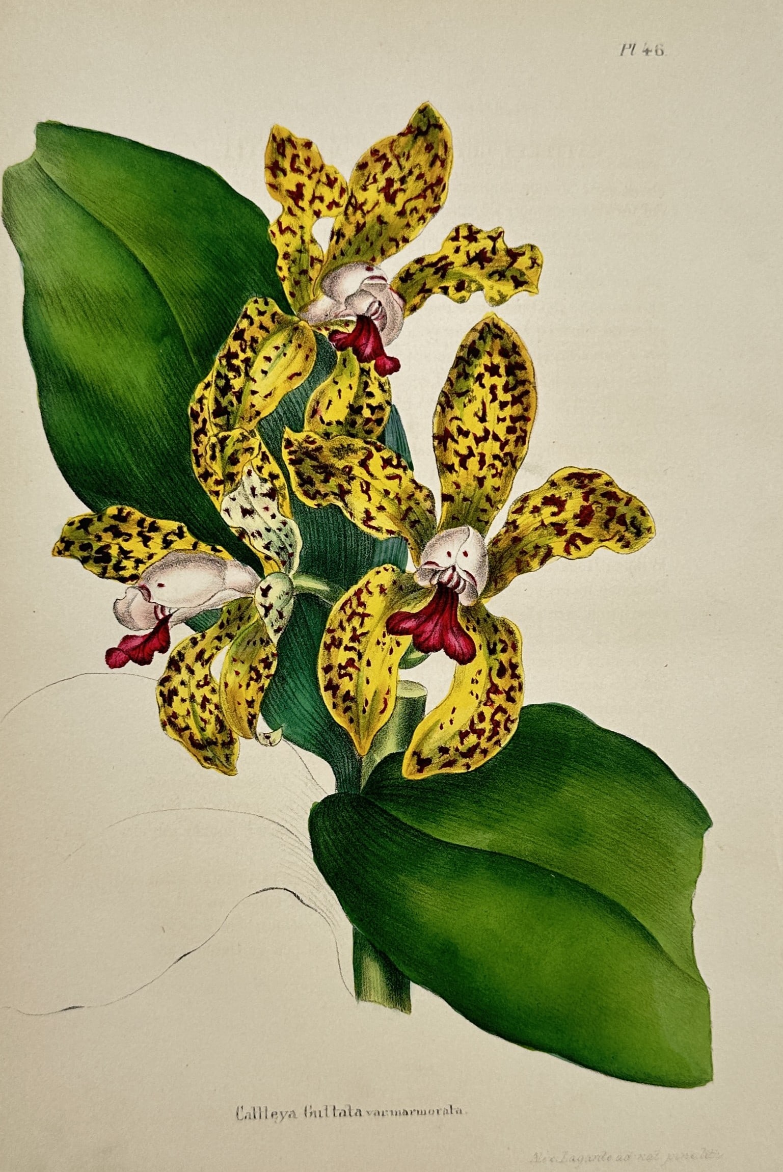 Alex Lagarde (n.d.) – Speckled Orchid – Hand-coloured lithograph (1885) (1 of 2)