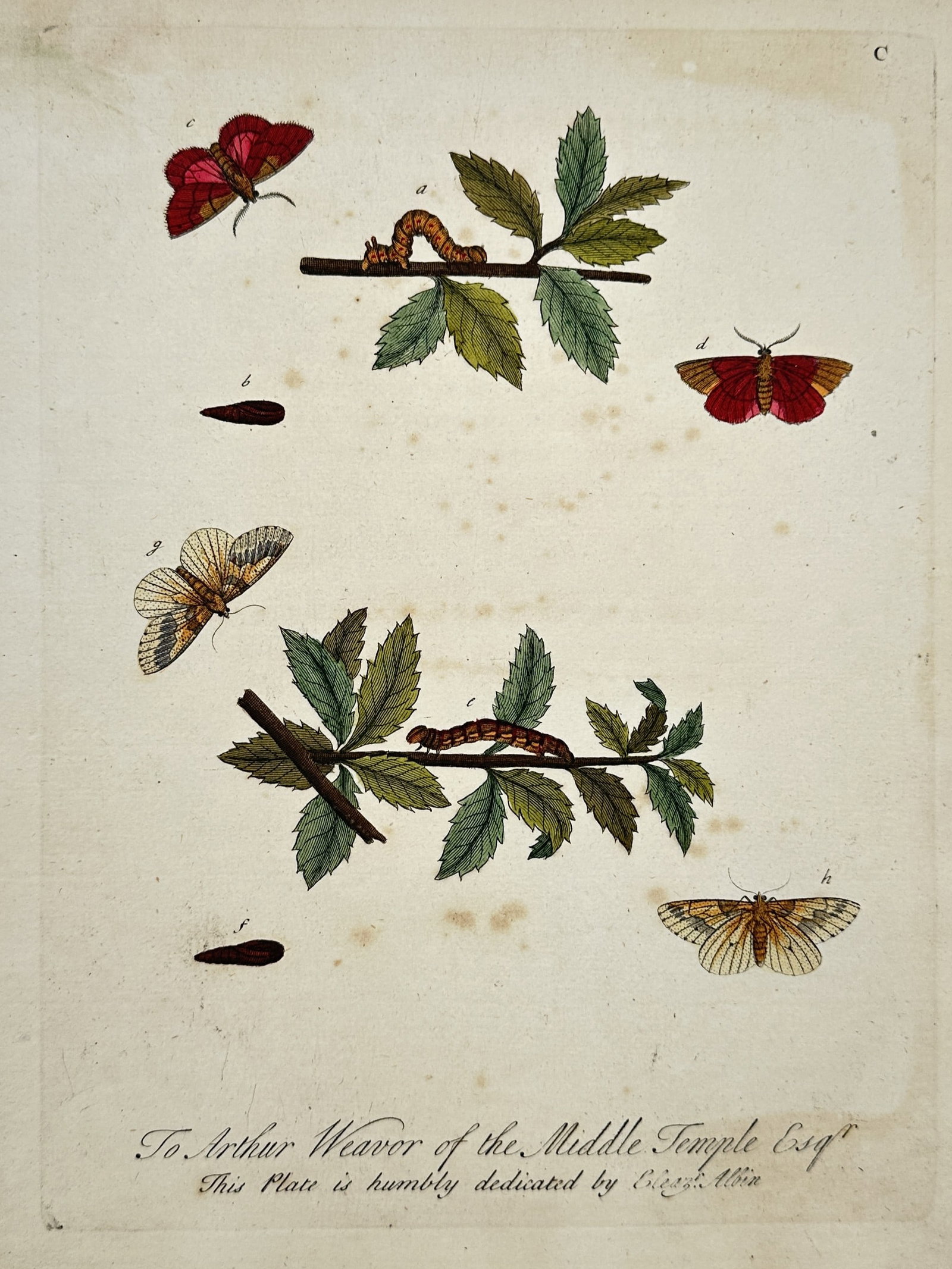 Eleazar Albin (1690-1742) – British Moths and Caterpillars – Hand-coloured engraving (1720): "To Arthur Weaver of the Middle Temple Esqr. This Plate is humbly dedicated by Eleazar Albin." This entomological print is a plate from A Natural History of English Insects, published in London. The i