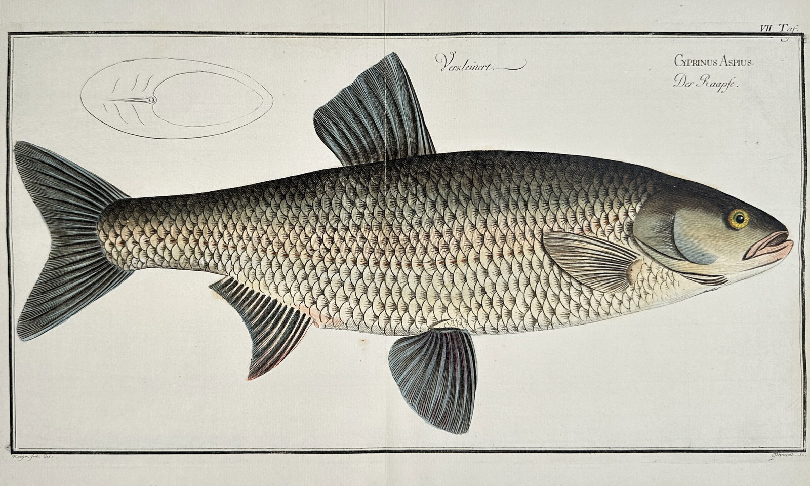 Marcus Elieser Bloch (1723-1799) – Cyprinus Aspius, Der Raapfe – Hand-coloured engraving (1782) (1 of 2)