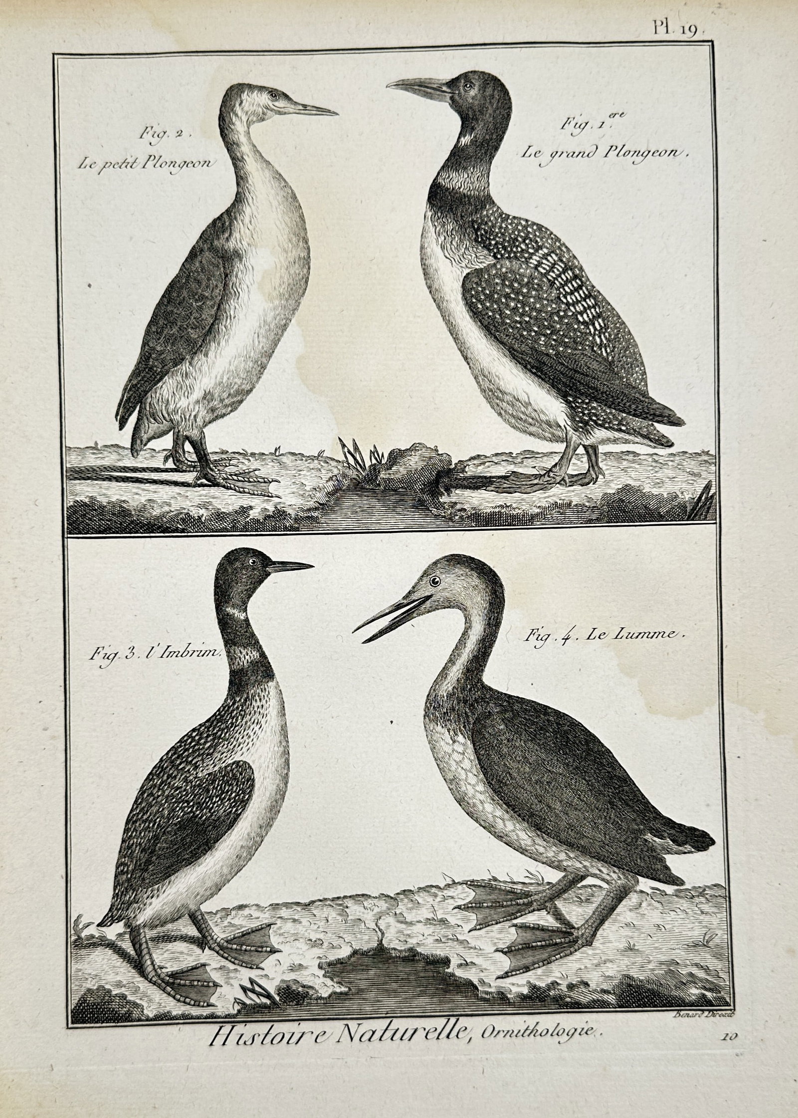 Robert Bénard (1734-1777) – Histoire Naturelle, Ornithologie: Divers Plongeons – Engraving (1 of 2)
