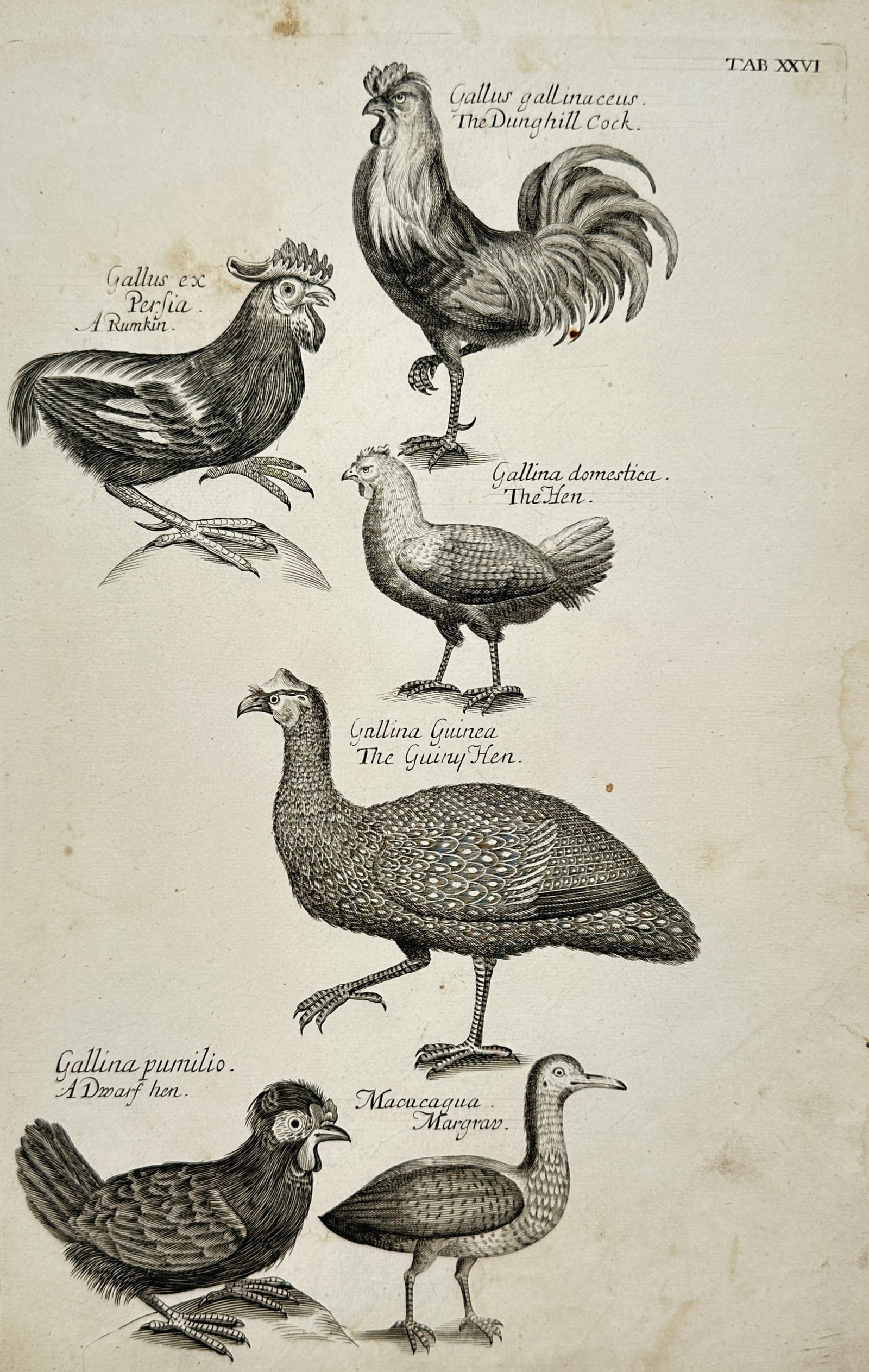 Francis Willughby (1635-1672) – The Dunghill Cock and Other Fowl – Engraving (1678) (1 of 2)