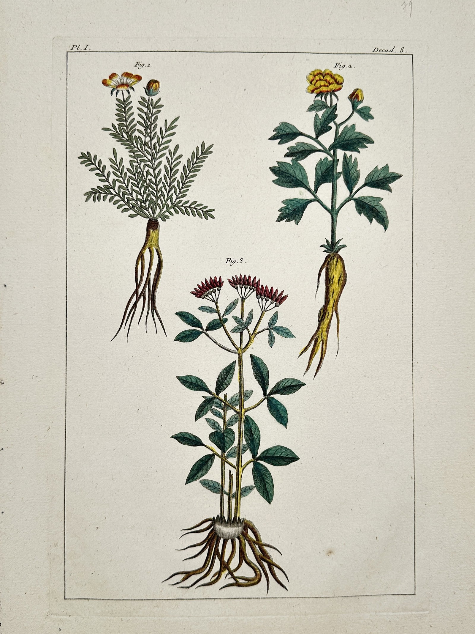 Pierre-Joseph Buc'hoz (1731–1807) – Three Flowering Plants with Roots – Hand-coloured (1 of 2)