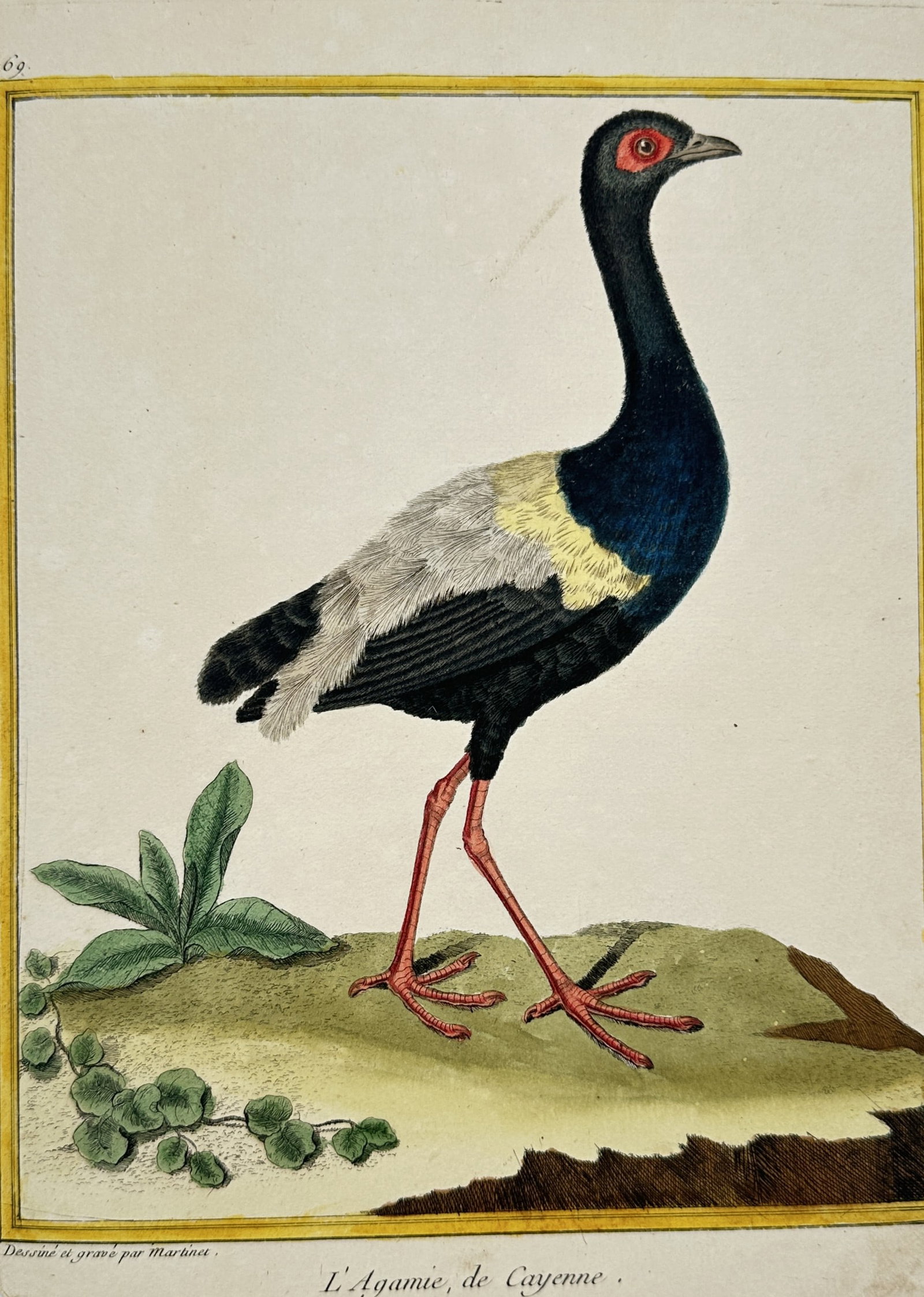 François-Nicolas Martinet (1731-1800) – L'Agamie, from Cayenne – Hand-coloured engraving (1780): "L'Agamie, de Cayenne." This ornithological plate is from the monumental work Histoire Naturelle des Oiseaux by Georges-Louis Leclerc, Comte de Buffon, published in Paris at the Imprimerie Royale. The