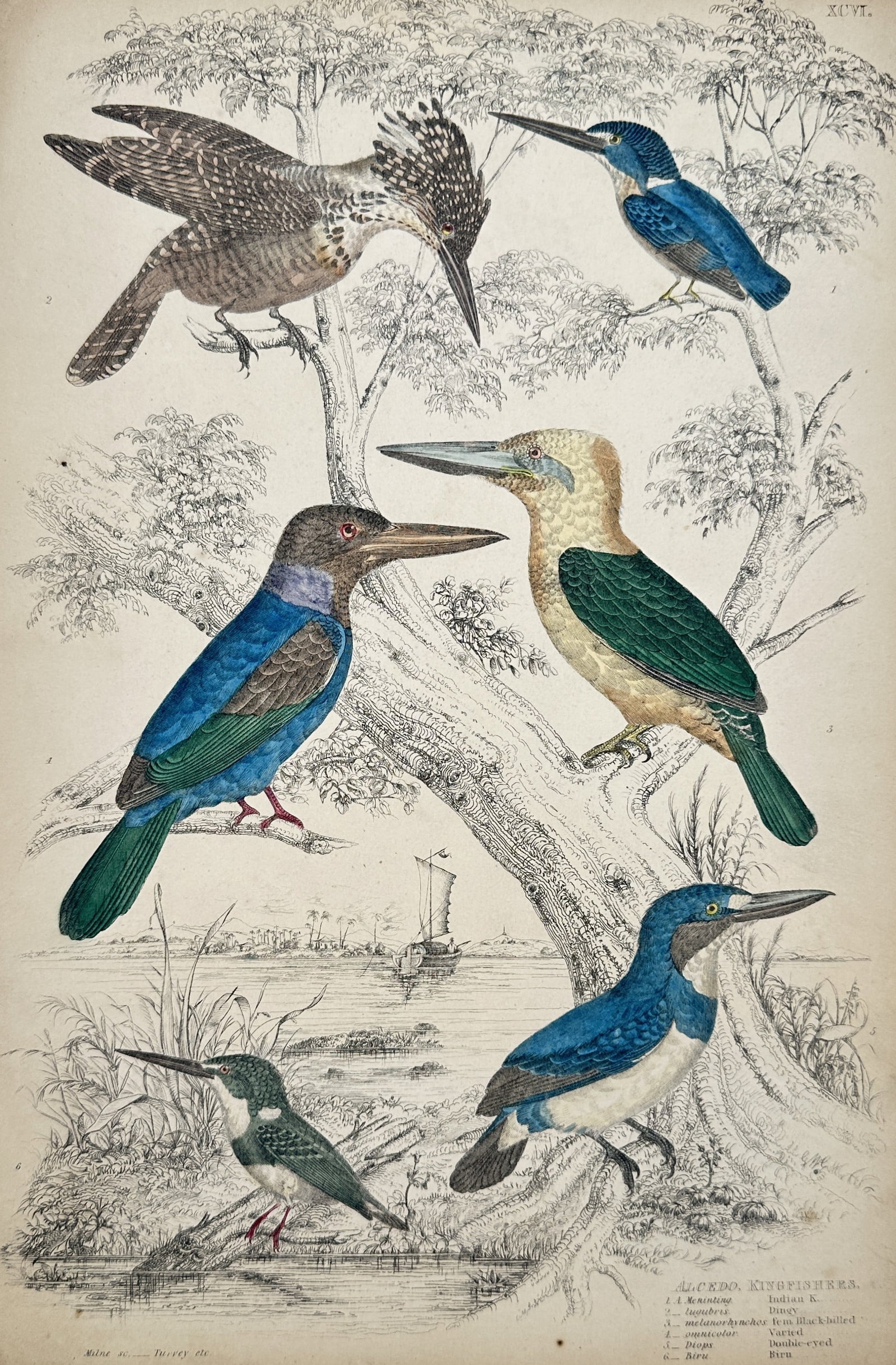 Captain Thomas Brown (1785-1862) – Alcedo: Kingfishers – Hand-coloured engraving (1833) (1 of 2)
