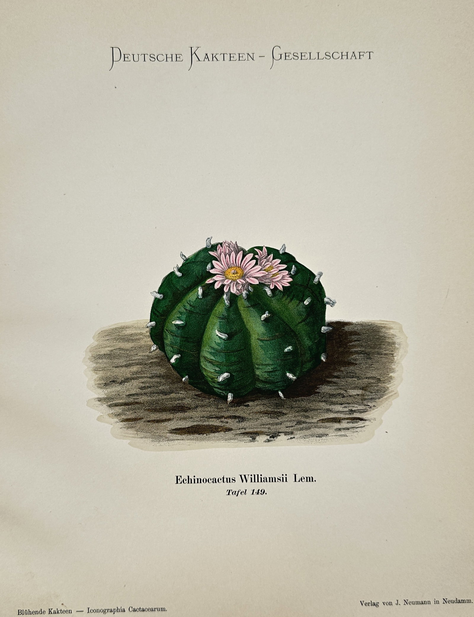 Julius Neumann (n.d.) – Flowering Peyote Cactus – Hand-coloured lithograph (1900) (1 of 2)