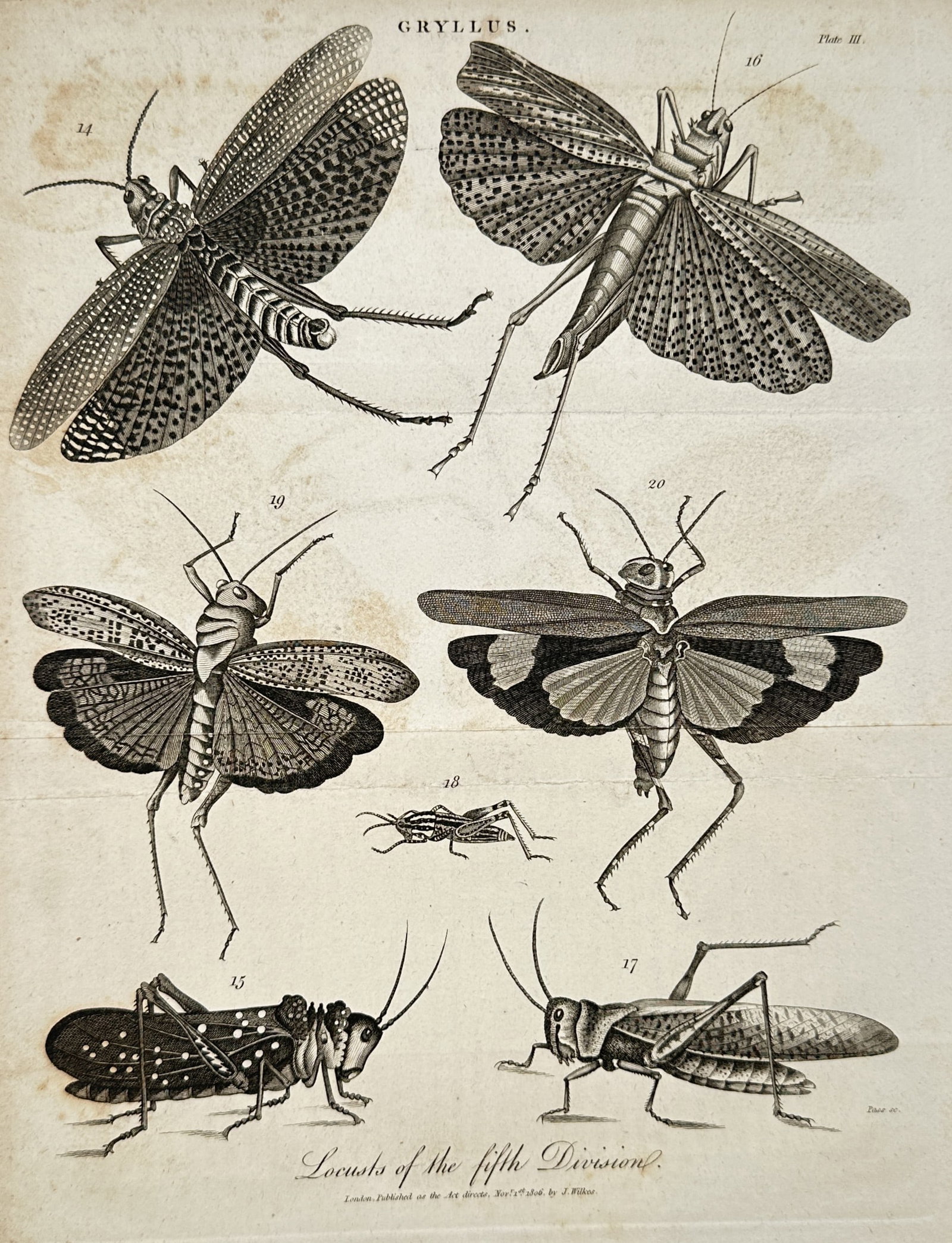 John Wilkes (1750–1810) – Gryllus: Locusts – Engraving (1806) (1 of 2)
