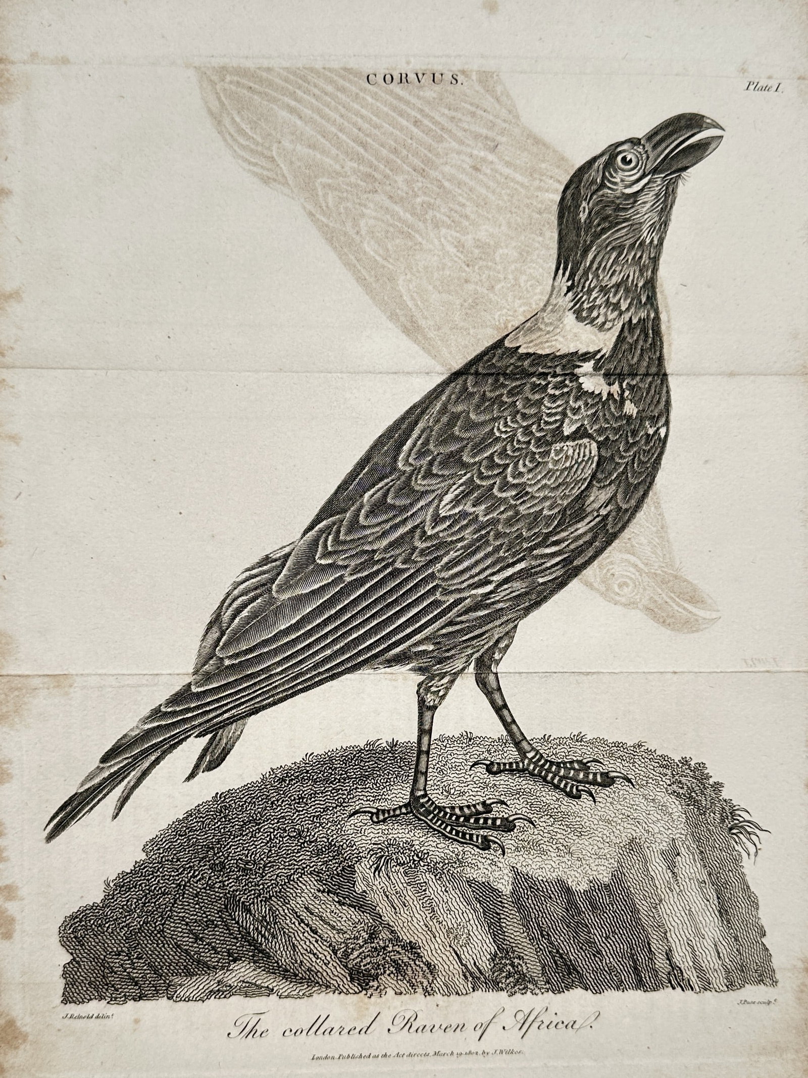 John Wilkes (1750–1810) – The Collared Raven of Africa – Engraving (1802): "The collared Raven of Africa." This ornithological engraving depicts a raven perched upon a rocky outcrop and was published in the Encyclopaedia Londinensis in London. John Wilkes was a prominent Eng