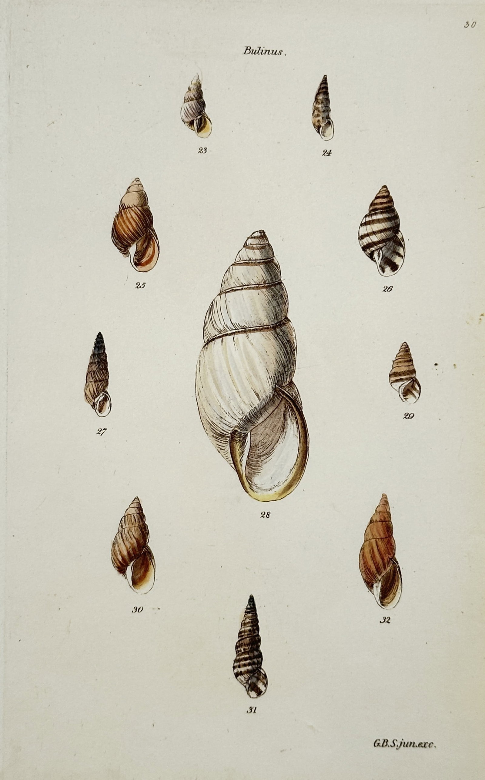 George Brettingham Sowerby II (1812–1884) – Bulinus: Land Shells – Hand-coloured lithograph: "Bulinus." This conchological lithograph displays ten varieties of land snail shells from the genus Bulinus, arranged in a circular composition around a large central specimen. The work was published 