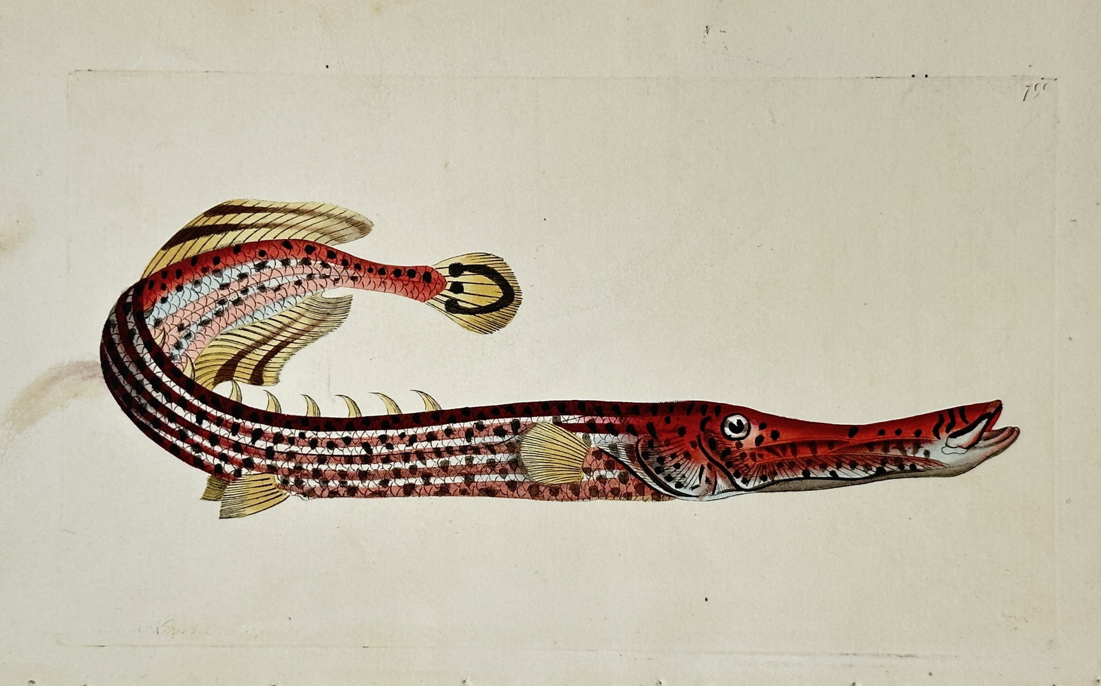 Marcus Elieser Bloch (1723–1799) – Fistularia Chinensis: Chinese Pipefish: "Fistularia Chinensis." This ichthyological engraving depicts a brightly colored pipefish with a curved body and elongated snout, published in Berlin as part of the monumental work Allgemeine Naturges