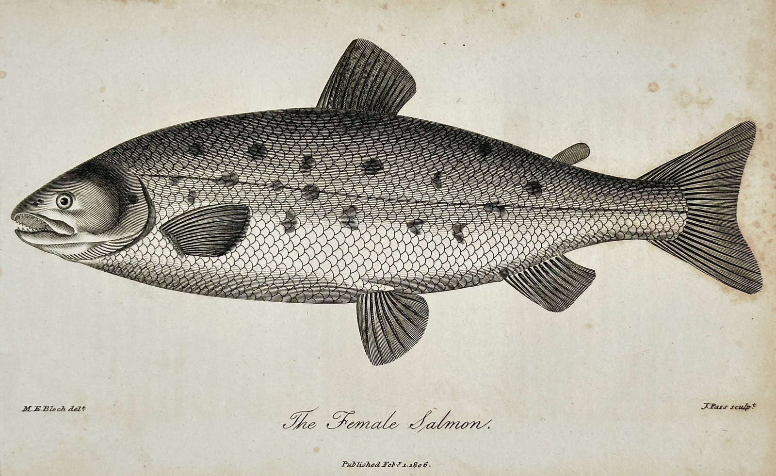 John Wilkes (1750–1810) – The Female Salmon – Engraving (1806): "The Female Salmon." This ichthyological engraving presents a detailed profile of a salmon and was published in London as part of the Encyclopaedia Londinensis. The work is based on the designs of the