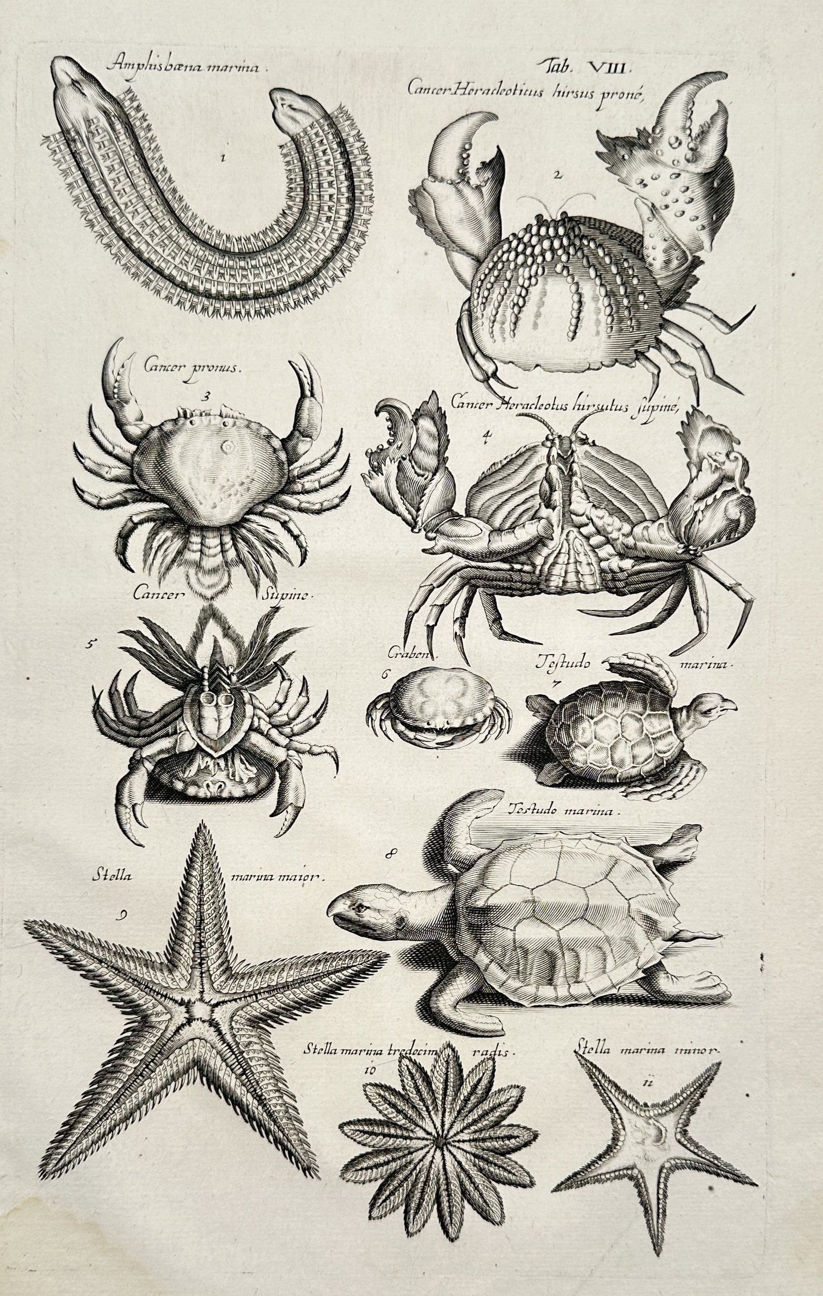 Johannes Jonstonus (1603-1675) – Various Sea Creatures Including Crabs Turtles and Starfish: "Historiae Naturalis de Exanguibus Aquaticis Libri IV". This work depicts various marine animals such as crabs, sea turtles, and starfish. It is from the encyclopedic natural history series published 