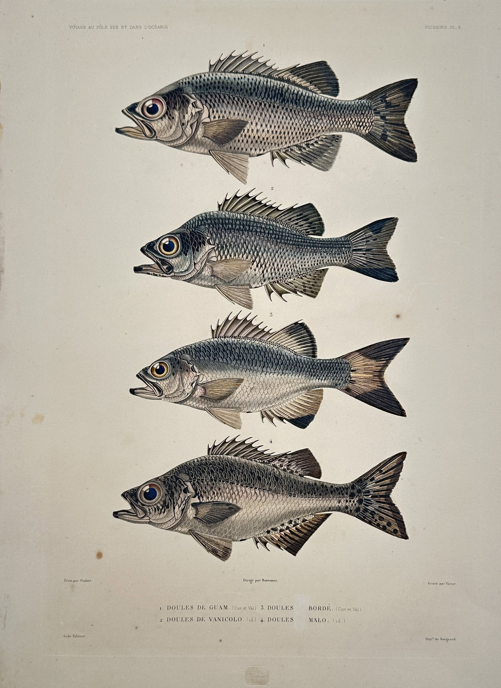 Casimir Gide – Ichthyological Study of Fish from Guam and Vanikoro – Hand-coloured lithograph: "Doules de Guam, Doules de Vanicolo". This work illustrates four distinct species of fish discovered during the French scientific expeditions to the South Pacific. It was published in Paris by Casimir