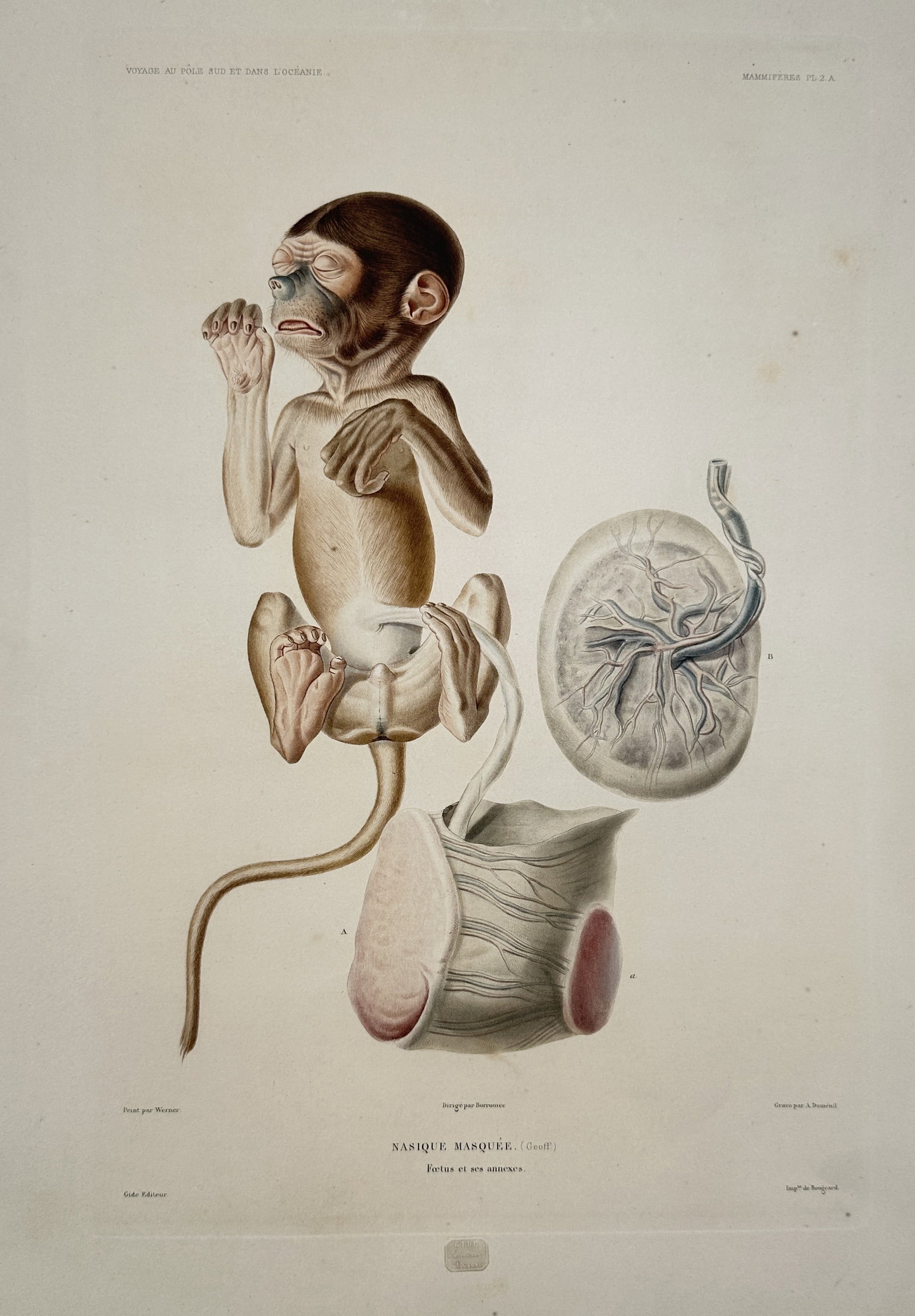 Casimir Gide (1804-1868) – Embryological Study of a Primates Fetus – Hand-coloured lithograph (1 of 2)