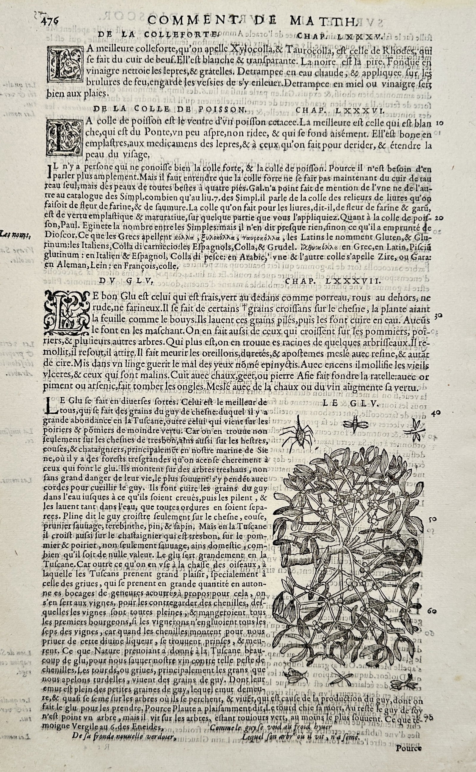 Pietro Andrea Mattioli (1501-1577) – Botanical Study of Mistletoe and Spider – Woodcut (1590): "Commentaires de M. Pierre André Matthiole sur les six livres de Pedacius Dioscoride". This woodcut page features a detailed botanical illustration of mistletoe with its berries, accompanied by a sma