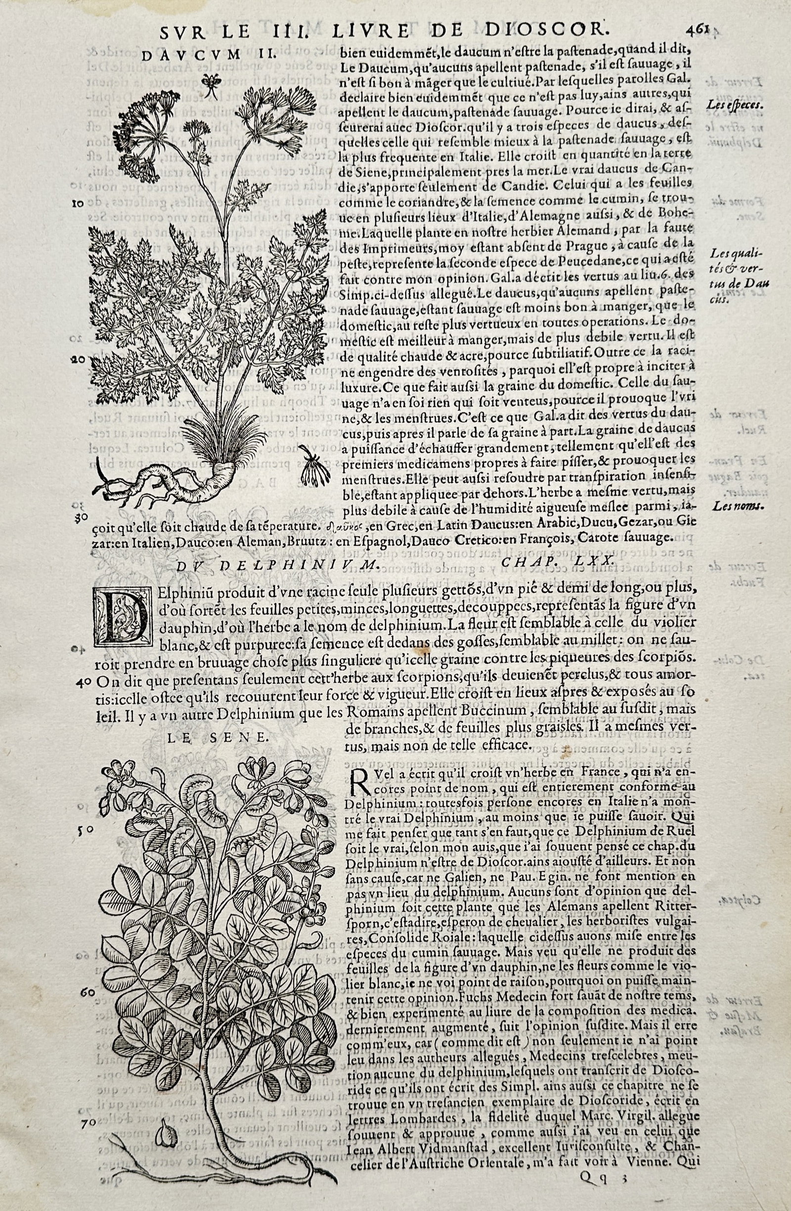 Pietro Andrea Mattioli (1501-1577) – Botanical Studies of Wild Carrot and Senna – Woodcut (1590): "Commentaires de M. Pierre André Matthiole sur les six livres de Pedacius Dioscoride". This woodcut page illustrates two distinct medicinal plants, Daucus and Senna, shown with their root systems, fo