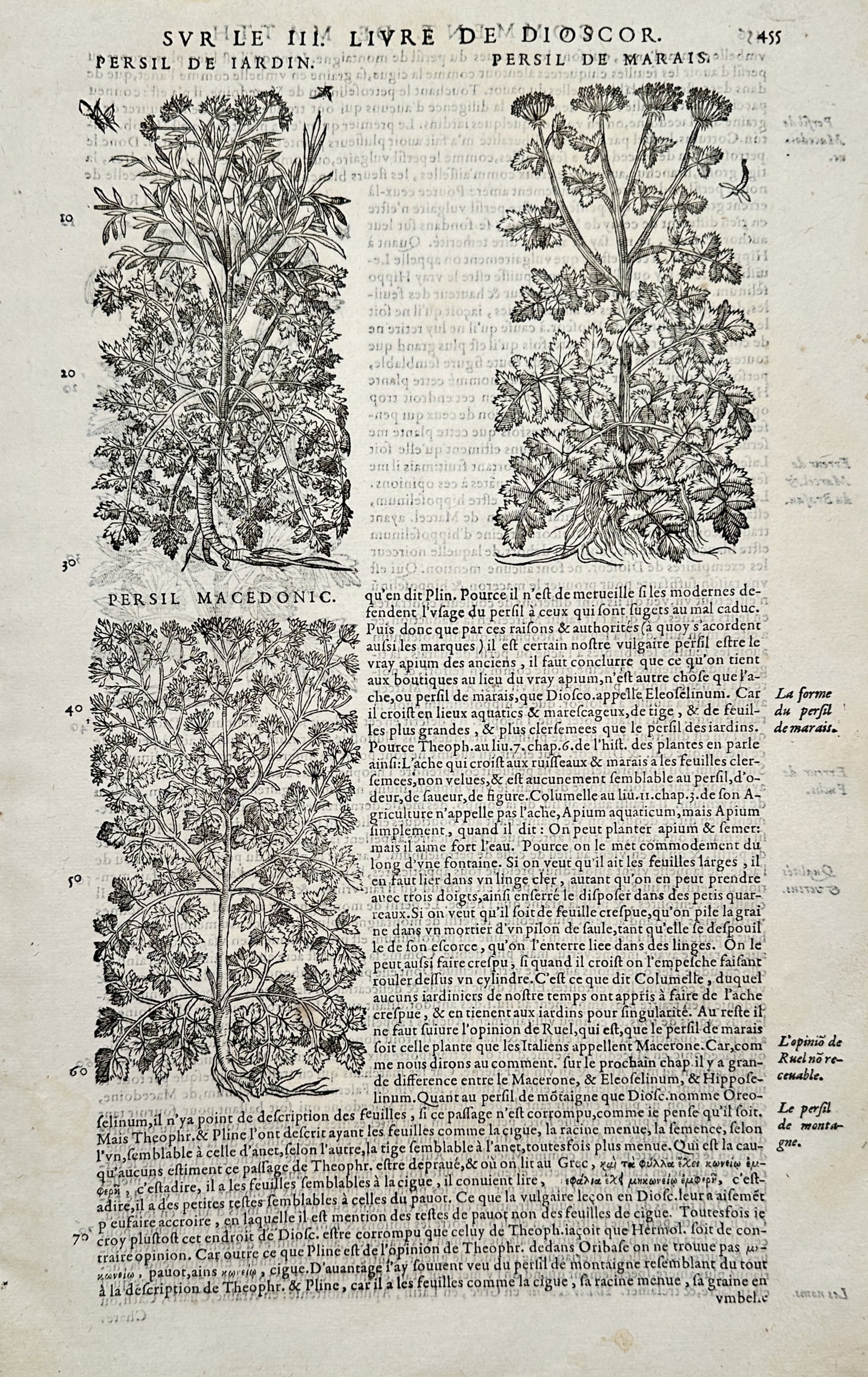 Pietro Andrea Mattioli (1501-1577) – Botanical Studies of Garden Marsh and Macedonian Parsley: "Commentaires de M. Pierre André Matthiole sur les six livres de Pedacius Dioscoride". This woodcut page illustrates three varieties of parsley plants, titled Persil de Jardin, Persil de Marais, and 