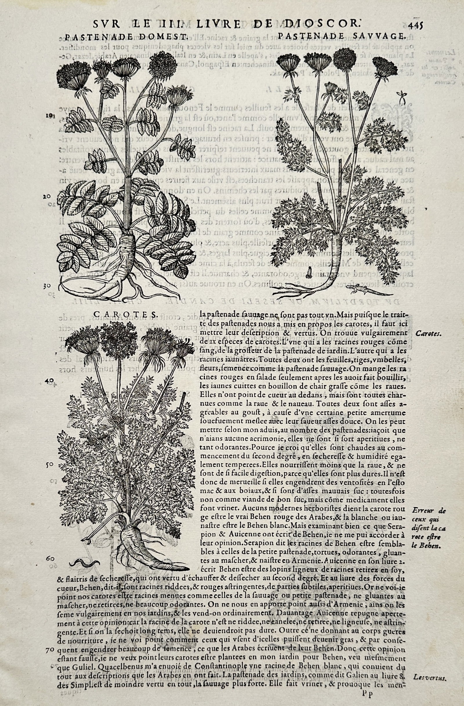 Pietro Andrea Mattioli (1501-1577) – Botanical Studies of Parsnips and Carrots – Woodcut (1590): "Commentaires de M. Pierre André Matthiole sur les six livres de Pedacius Dioscoride". This woodcut page illustrates three botanical specimens including domestic parsnip, wild parsnip, and carrots, e