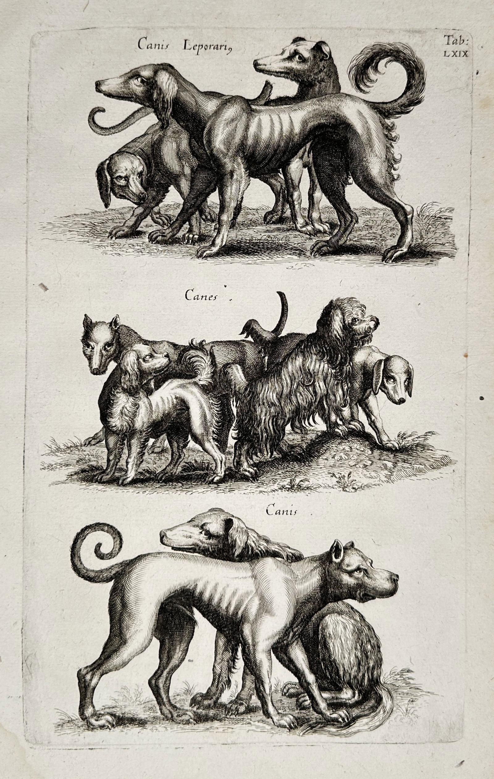 Johannes Jonstonus (1603–1675) – Zoological Study of Various Dog Breeds – Engraving (1650) (1 of 2)