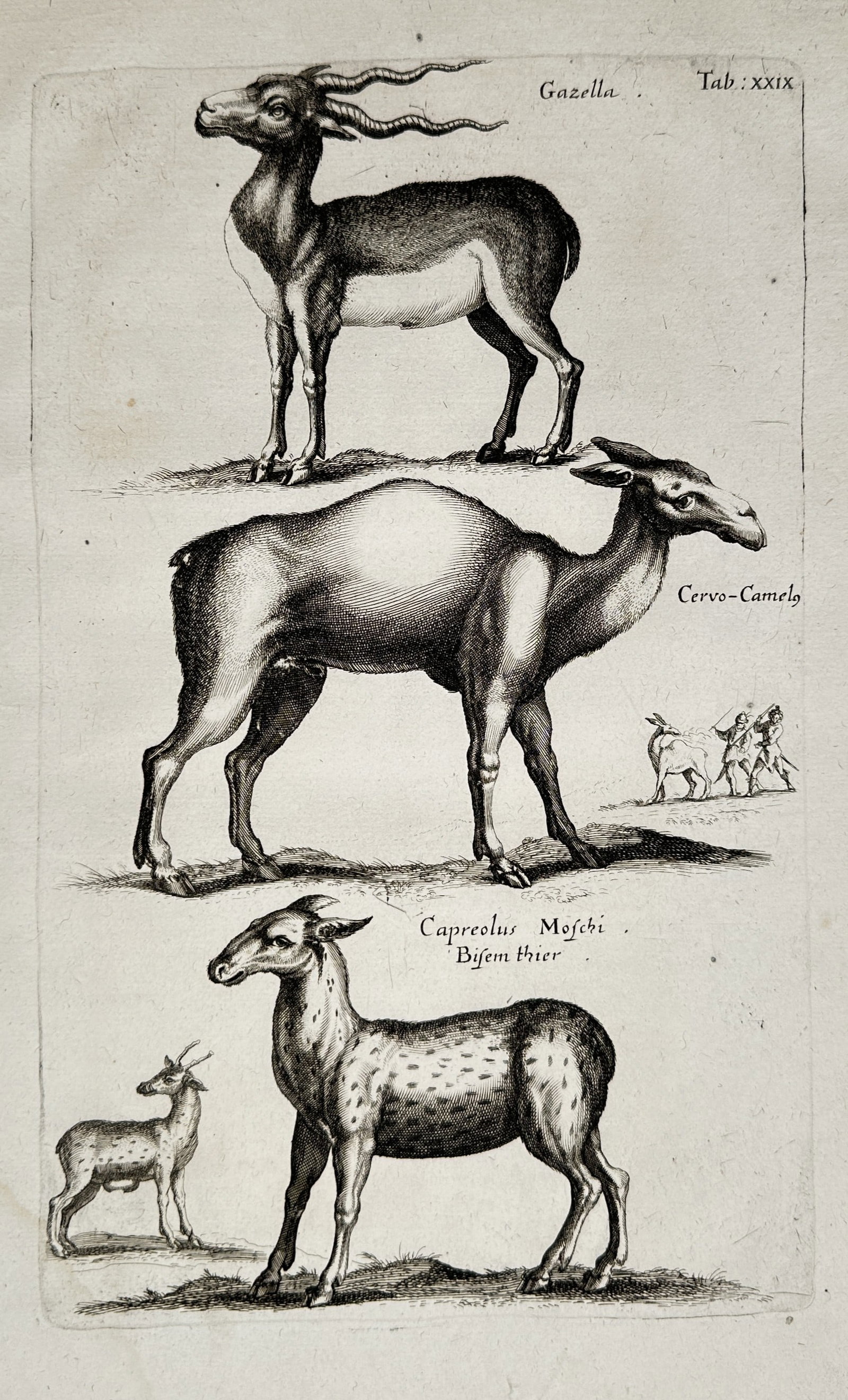 Johannes Jonstonus (1603–1675) – Zoological Study of Gazelle, Camelid, and Musk Deer: "Gazella / Cervo-Camelus / Capreolus Moschi". This engraving presents a scientific study of various ungulates, including a spiraled-horn gazelle, a llama-like camelid, and musk deer, arranged in three