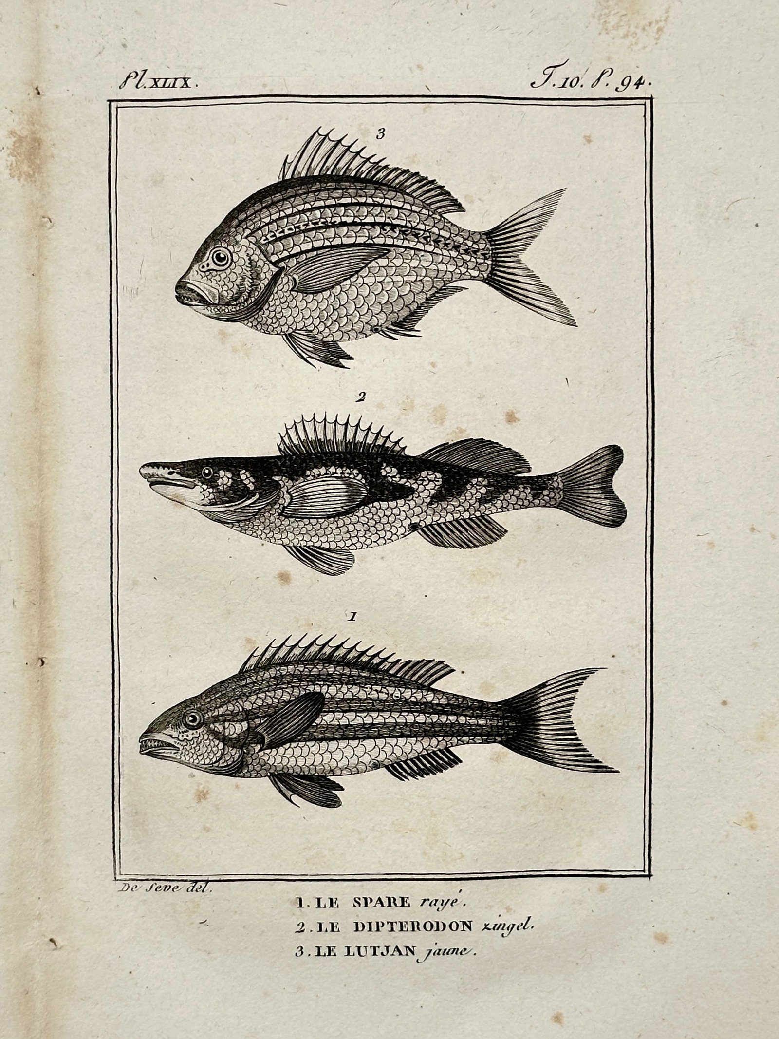 Georges-Louis Leclerc, Comte de Buffon – Ichthyological Study of the Striped Sparid, Zingel (1 of 2)
