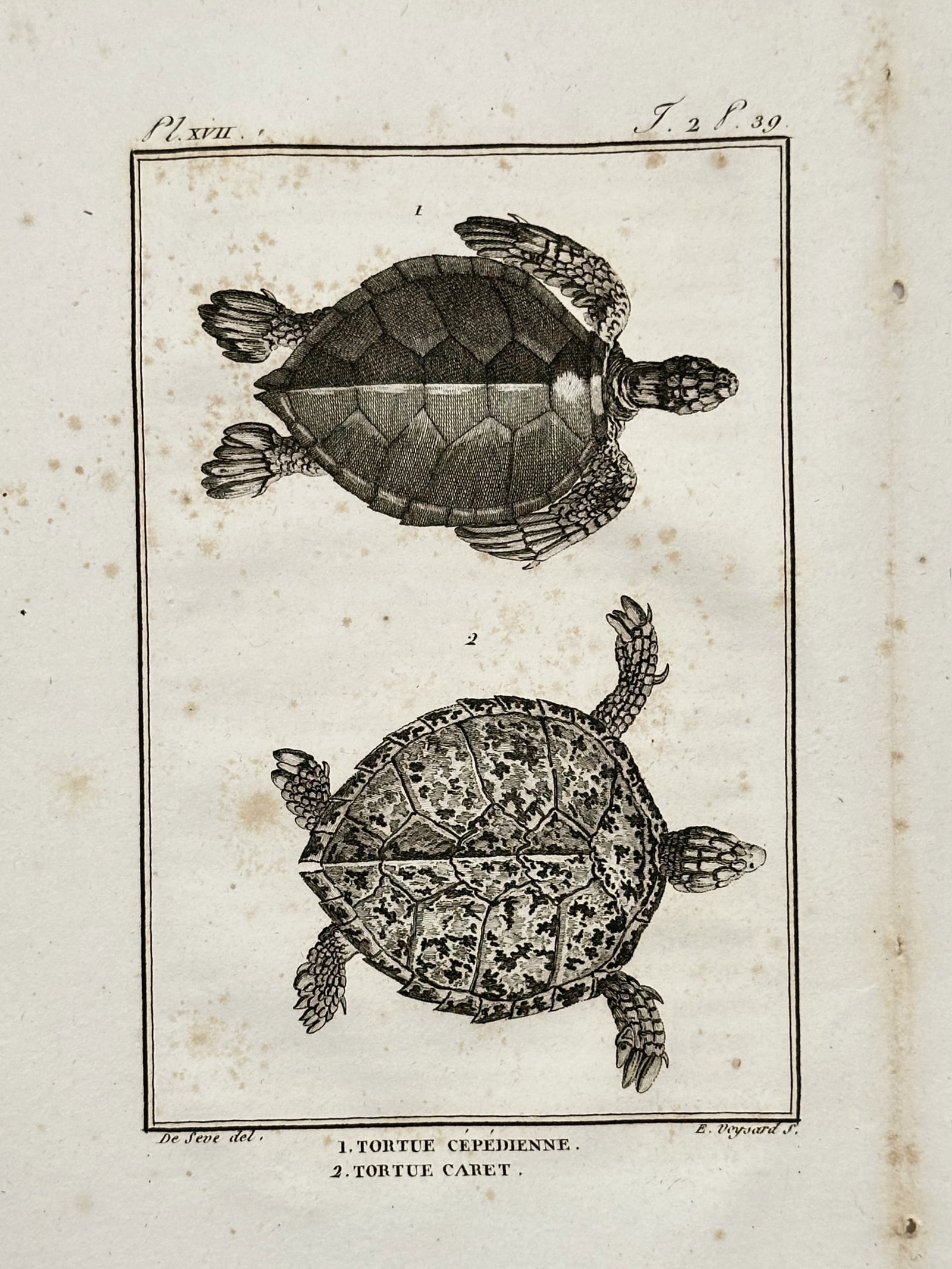 Georges-Louis Leclerc, Comte de Buffon – Herpetological Study of the Green Sea Turtle (1 of 2)