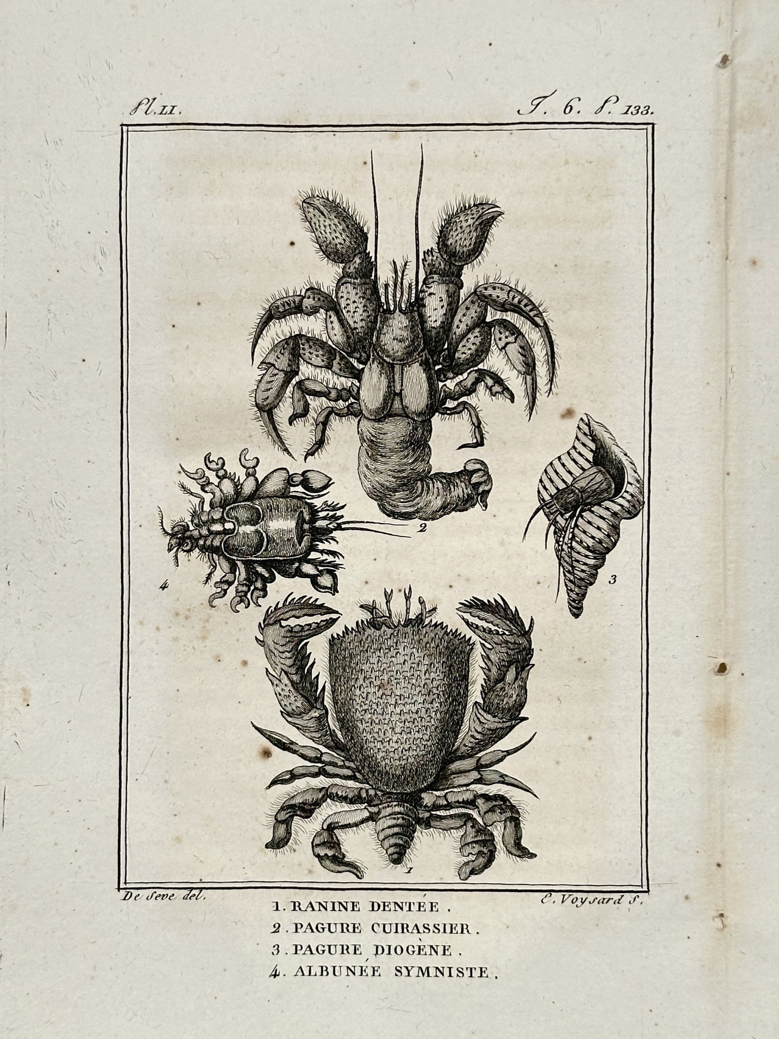 Georges-Louis Leclerc, Comte de Buffon – Carcinological Study of Crabs and Hermit Crabs: "1. Ranine Dentée, 2. Pagure Cuirassier, 3. Pagure Diogène, 4. Alburnée Symniste". This engraving presents a detailed anatomical study of various crustaceans, including frog crabs and hermit crabs 